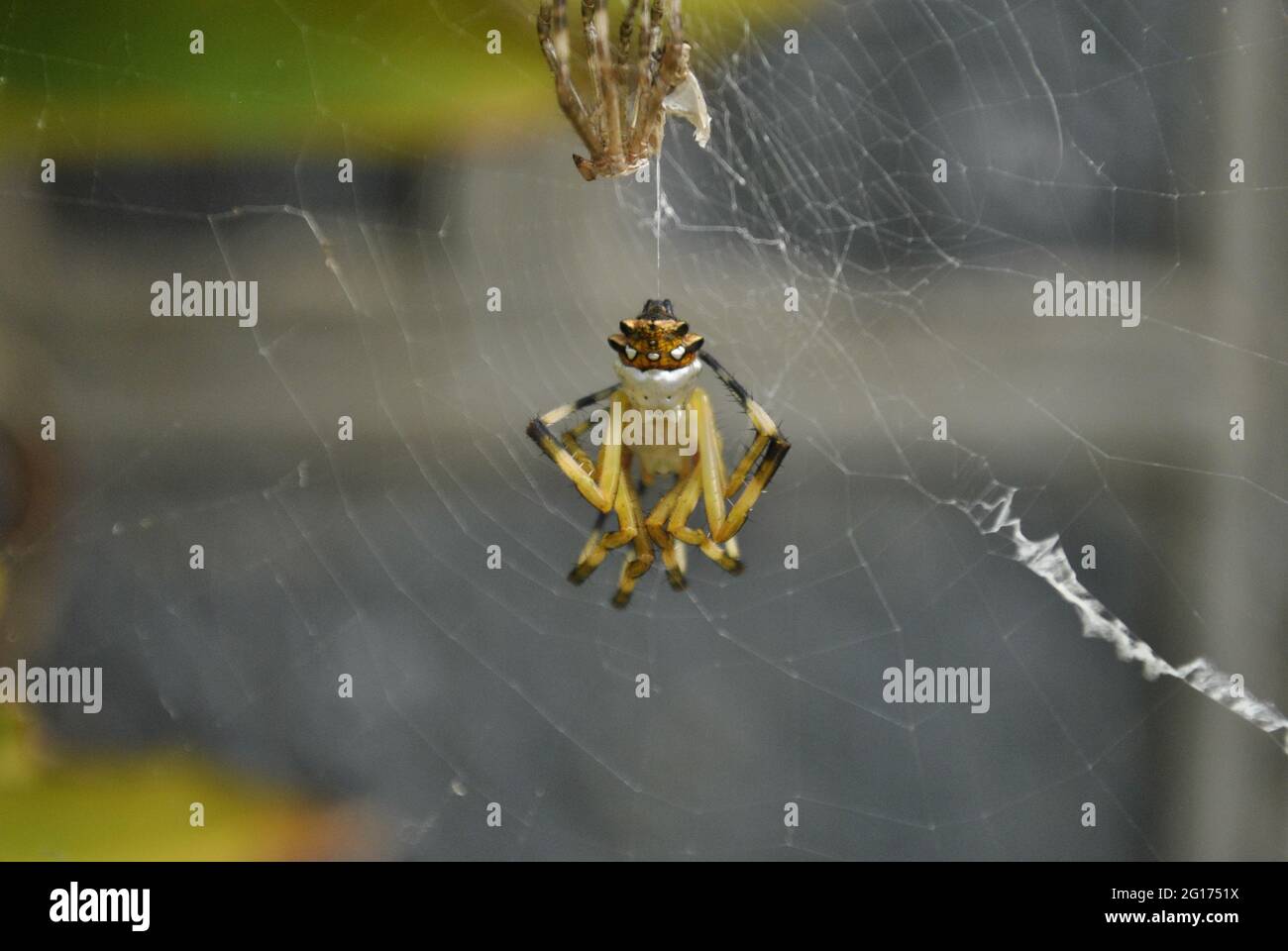 Ein Foto von einem Argiope argentata, der seine Haut zur Wand hin abgiessen ließ. Diese Spinne wird 'Araña tigre' oder 'Araña plateada' genannt Stockfoto