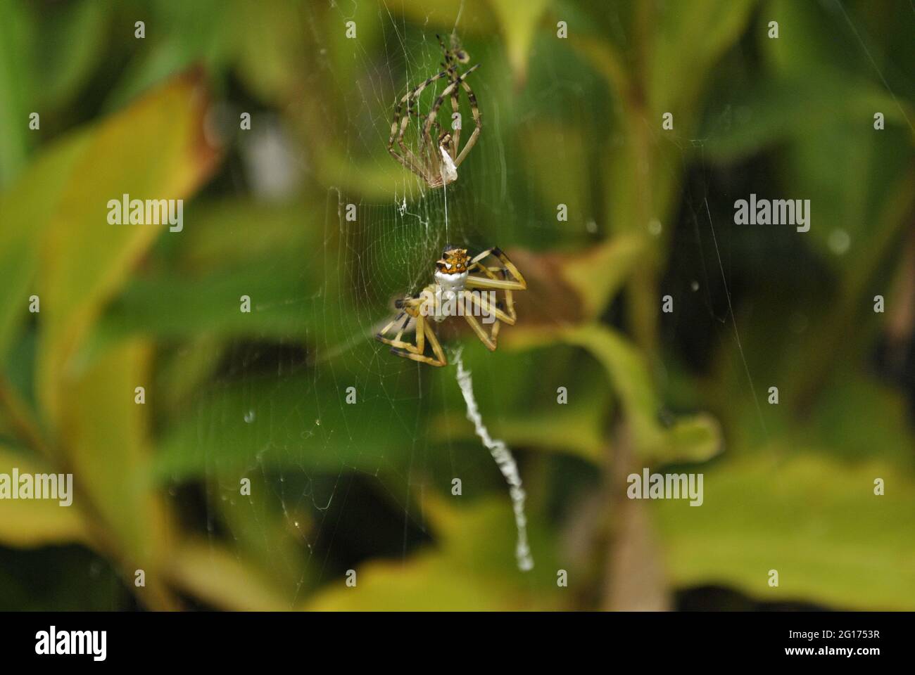 Ein Foto von einem Argiope argentata, der seine Haut zur Wand hin abgiessen ließ. Diese Spinne wird 'Araña tigre' oder 'Araña plateada' genannt Stockfoto