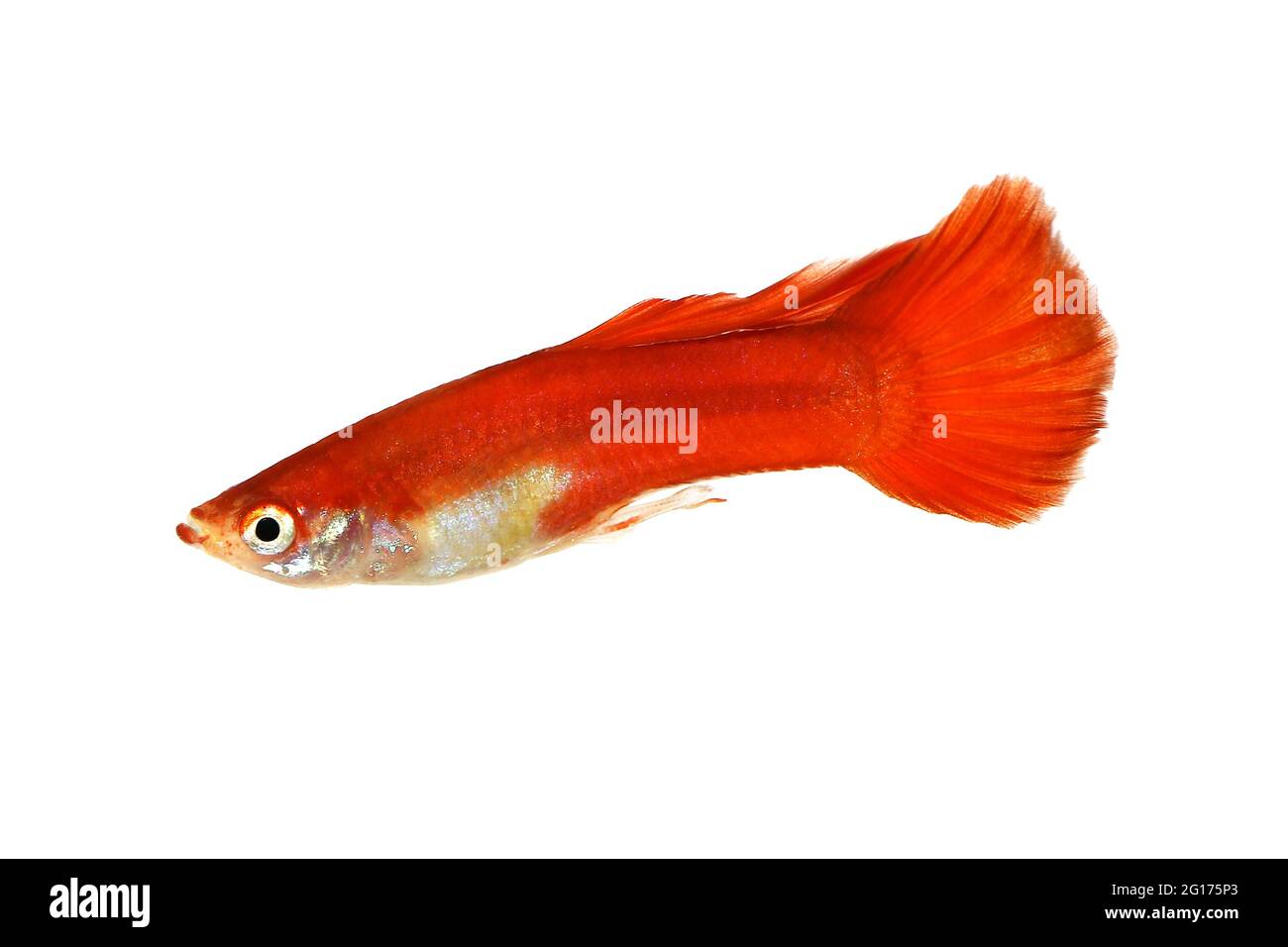 Guppy Poecilia reticulata farbenfrohe Regenbogen-tropische Aquarienfische Stockfoto