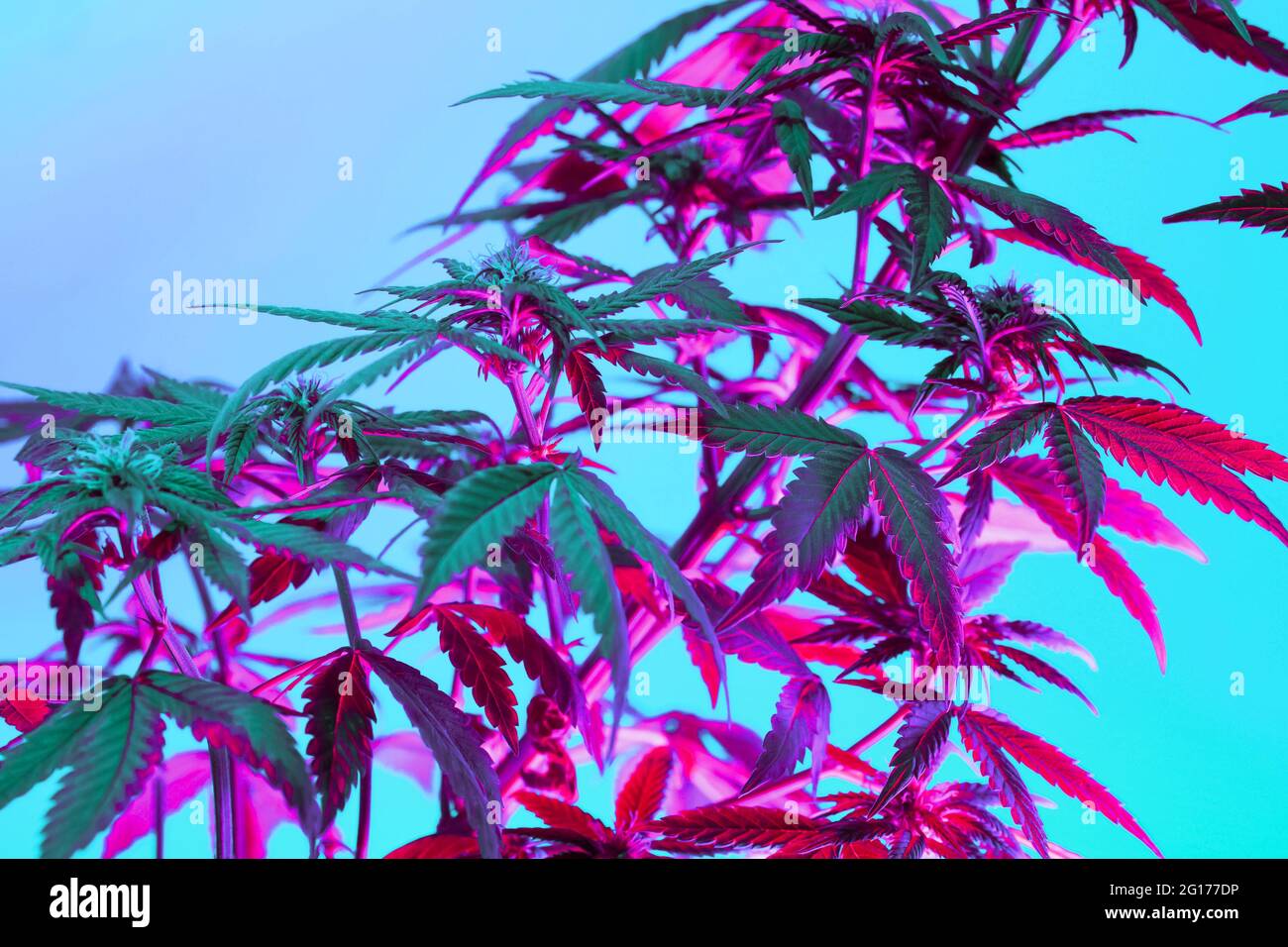 Cannabis lila Blätter und Blumen auf blauem Hintergrund. Positiver neuer Blick auf landwirtschaftliches Marihuana. Ästhetisch lebendige abstrakte Hintergrund mit Hanf fo Stockfoto