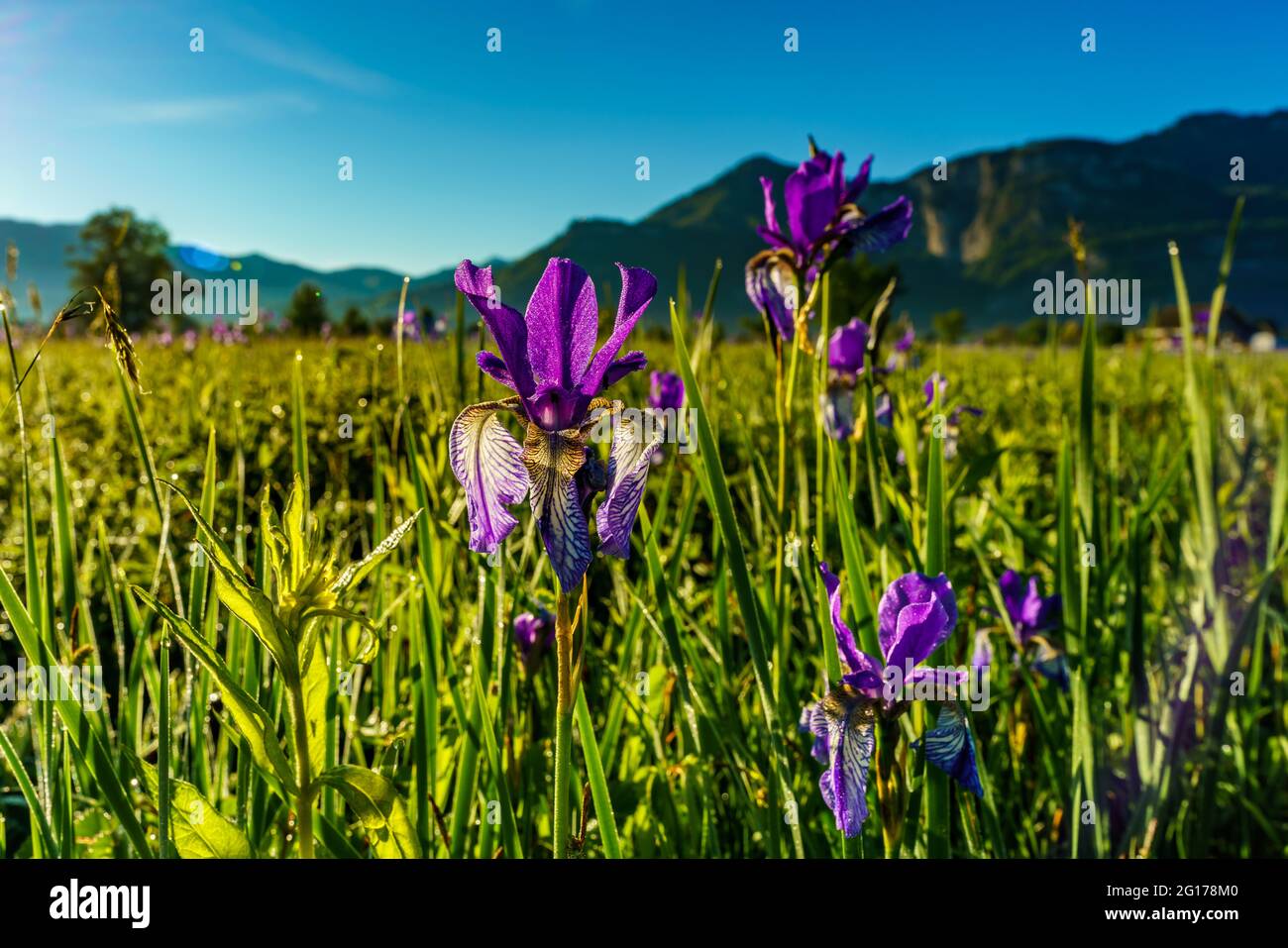 blaue sibirische Schwertlilien an einem Regentag. Wunderschöne weiss blaue Blüten in einem grünen Feld im Hochmoor. Blaue sibirische Lillis in Dornbirn Stockfoto