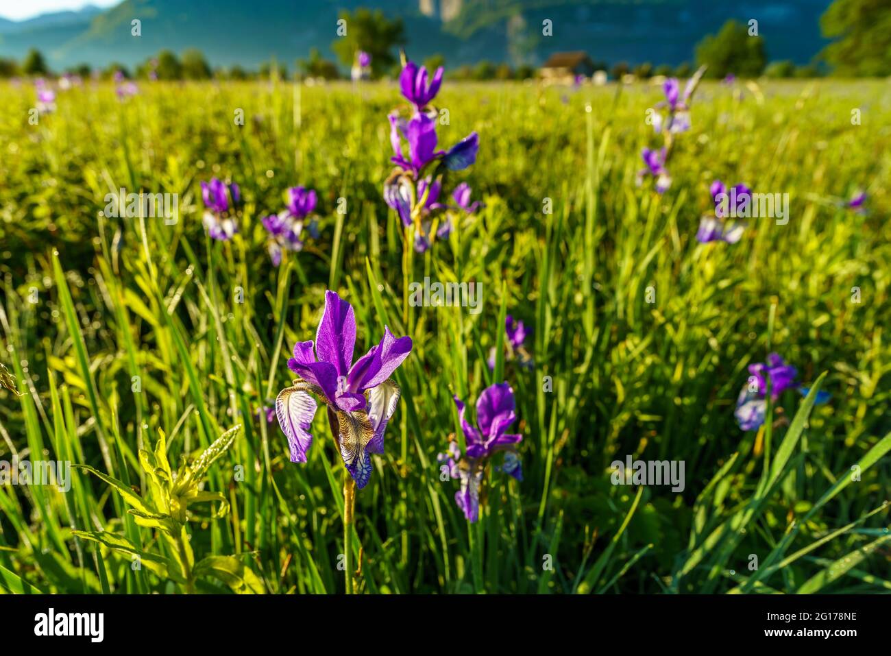 blaue sibirische Schwertlilien an einem Regentag. Wunderschöne weiss blaue Blüten in einem grünen Feld im Hochmoor. Blaue sibirische Lillis in Dornbirn Stockfoto