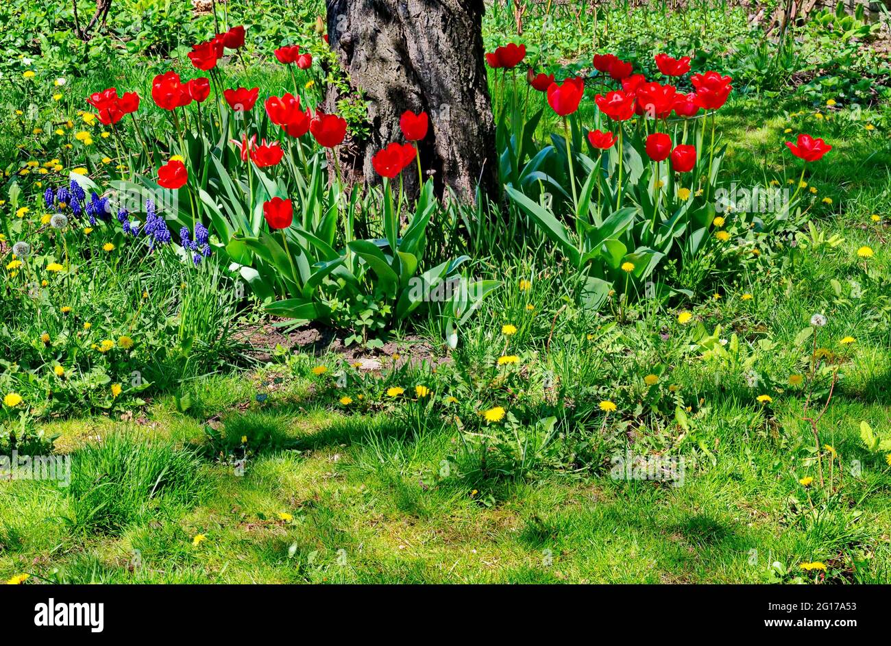 Frühlingsgarten mit frischem Gras, roten Tulpen und anderen blühenden Blumen, Sofia, Bulgarien Stockfoto