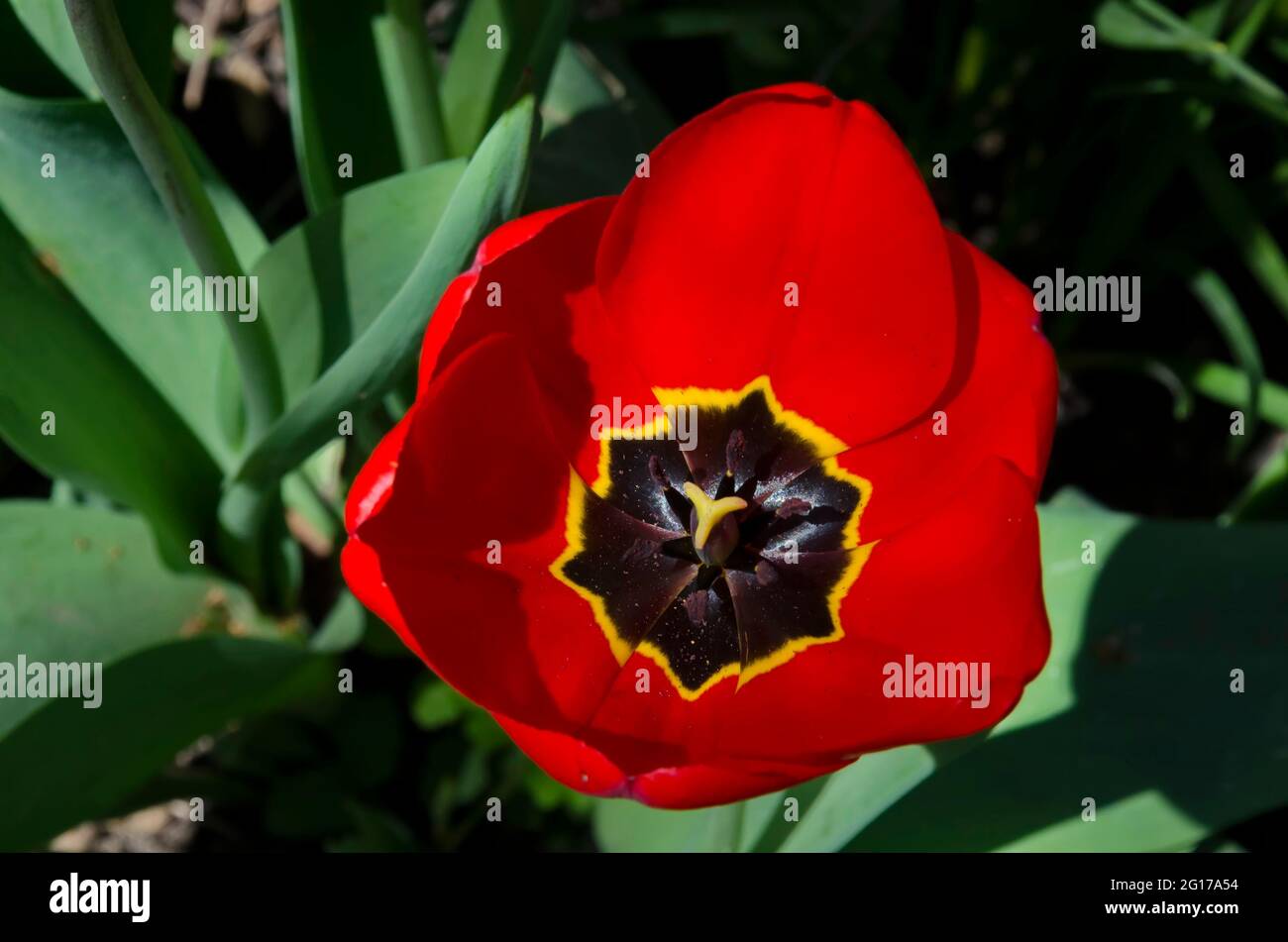 Makroaufnahme eines roten Tulpeninnenraums, Sofia, Bulgarien Stockfoto