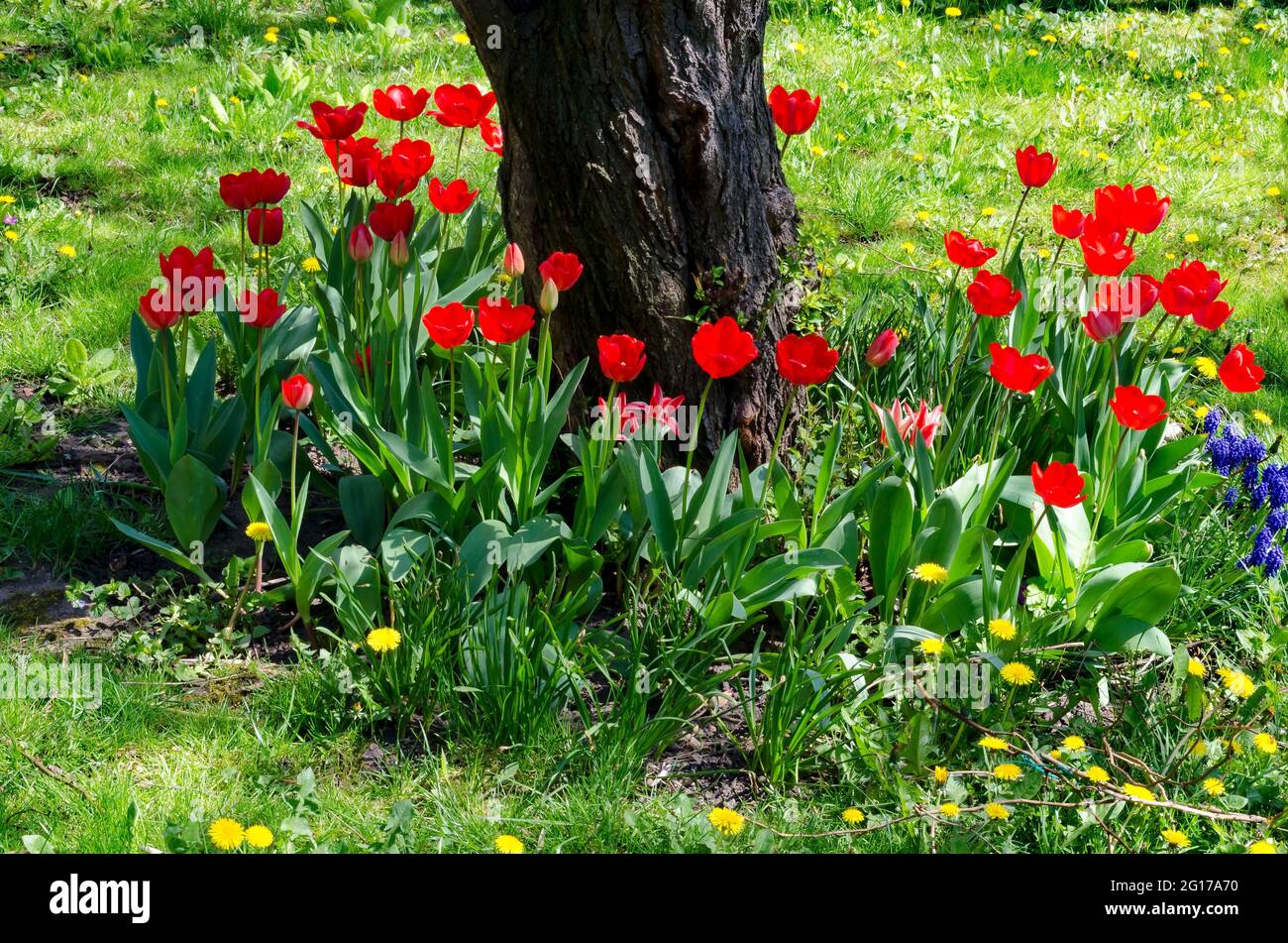Frühlingsgarten mit frischem Gras, roten Tulpen und anderen blühenden Blumen, Sofia, Bulgarien Stockfoto