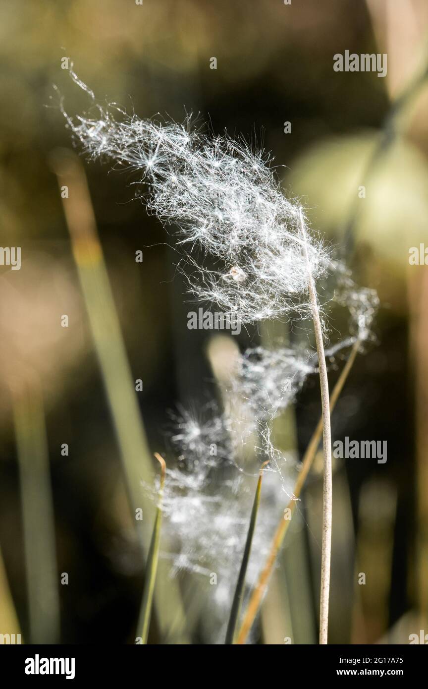 Viele Dandelionssamen gefangen in einem Spinnennetz und wehen im Wind Stockfoto
