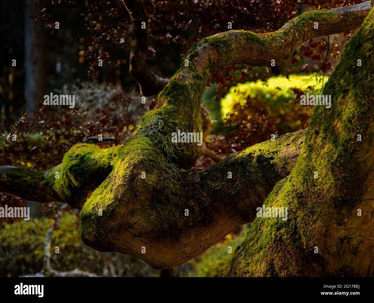 Am frühen Morgen reflektiert Licht von einem Rumpf und Gliedmaßen und zeigt Töne von schwachen Gelbtönen bis zu hartem schwärzlichem Grün. Stockfoto