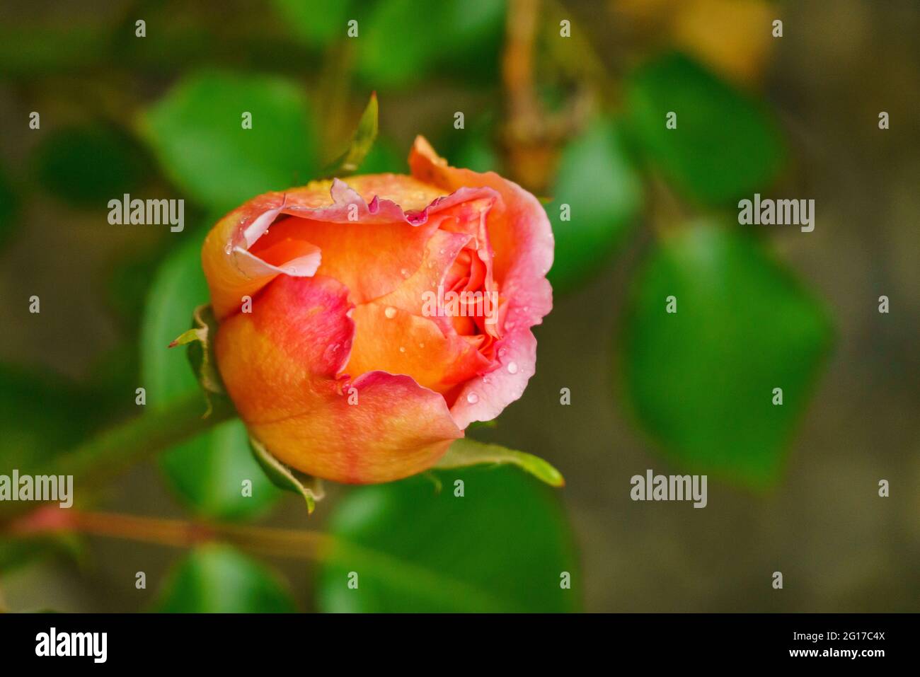 rote Rose am Rosenstock vor einer Hauswand, orange, rosa, gelb mehrfarbig im grünen Blättermeer. Morgentau auf Rosenknospe. Symbol für Liebe und Treue Stockfoto