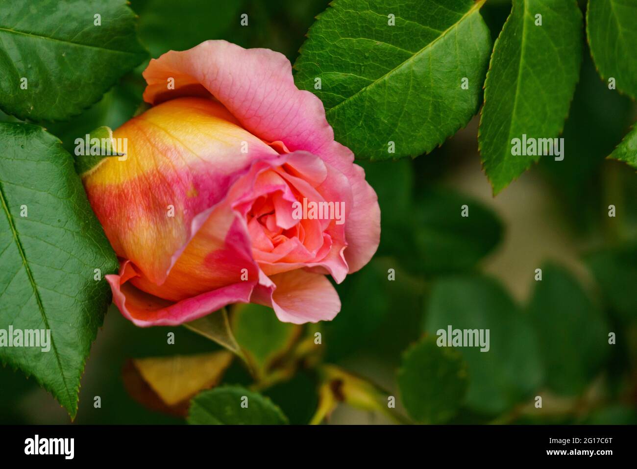 rote Rose am Rosenstock vor einer Hauswand, orange, rosa, gelb mehrfarbig im grünen Blättermeer. Morgentau auf Rosenknospe. Symbol für Liebe und Treue Stockfoto