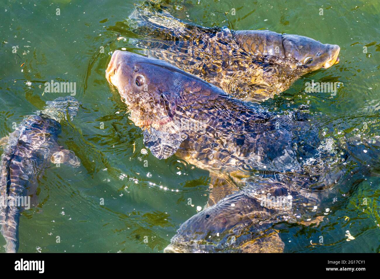 Wien, Wien: Karpfen oder europäischer Karpfen (Cyprinus carpio) kämpfen um Futter, Oxbowsee Kaiserwasser 22. Donaustadt, Wien, Österreich Stockfoto