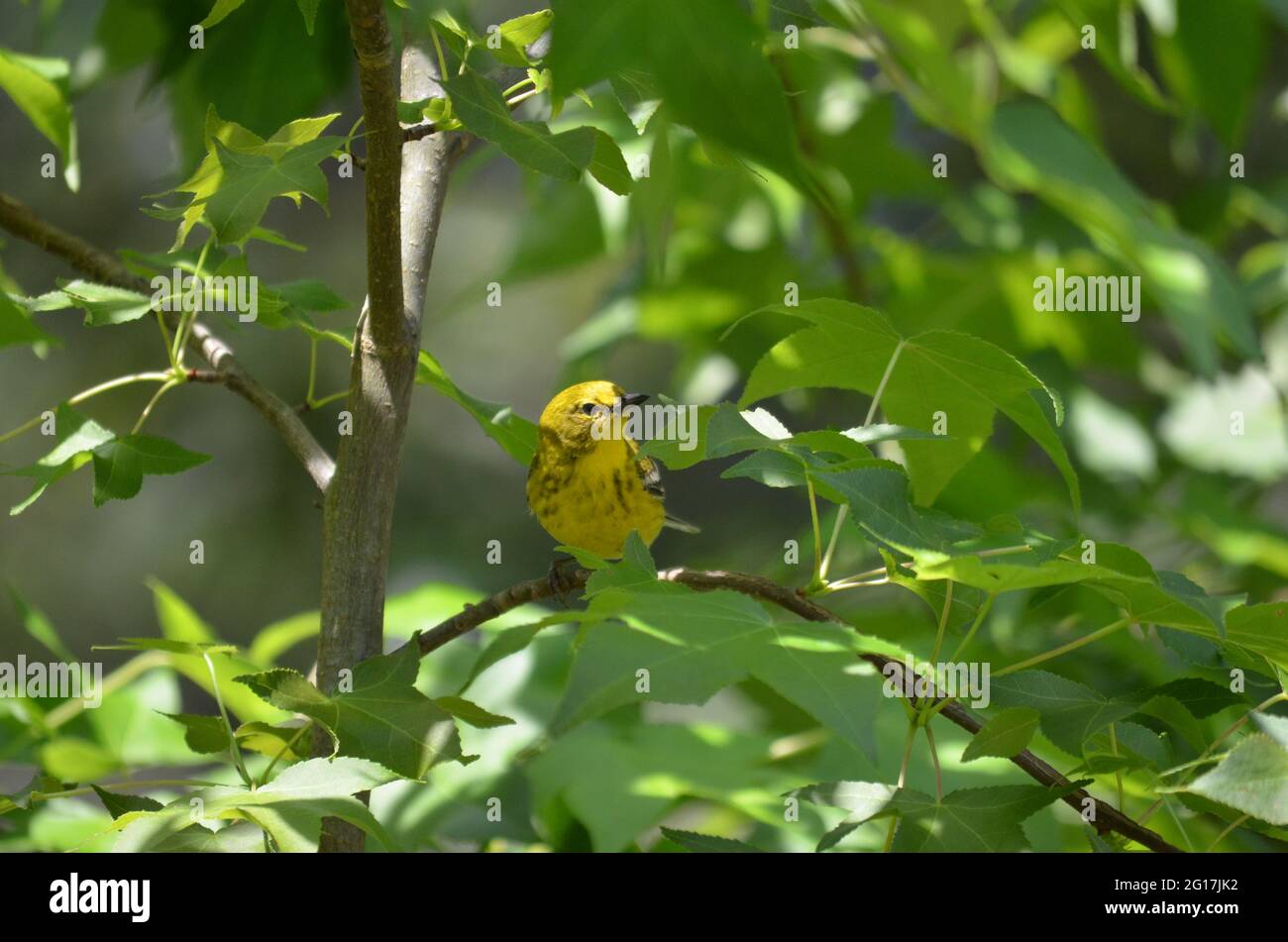 Ein Kiefernwaldsänger untersucht einen süßen Kaugummibaum. Stockfoto
