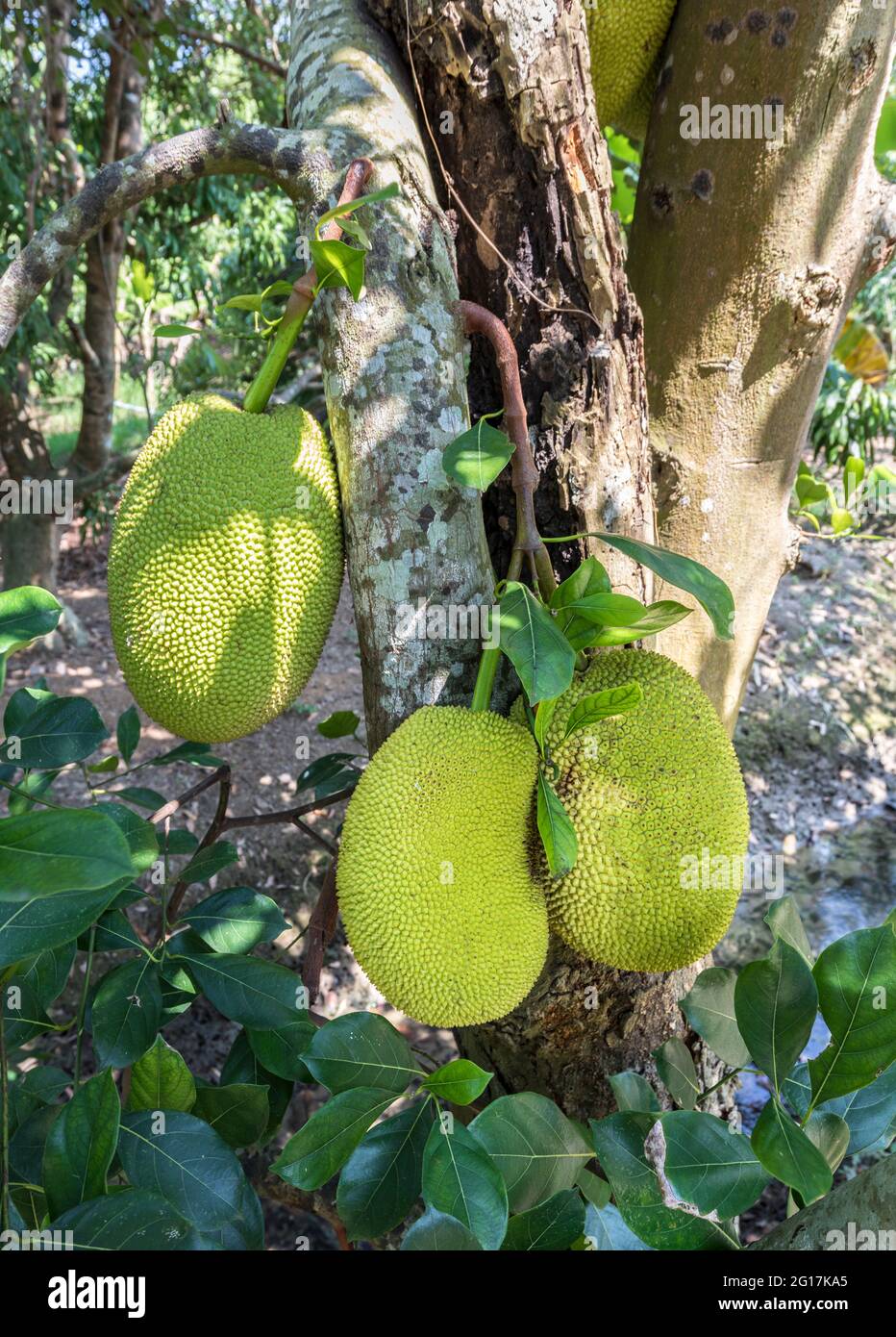 Jackfruit, Artocarpus heterophyllus, Familie Moraceae, Wat Bang Kung, Thailand Stockfoto