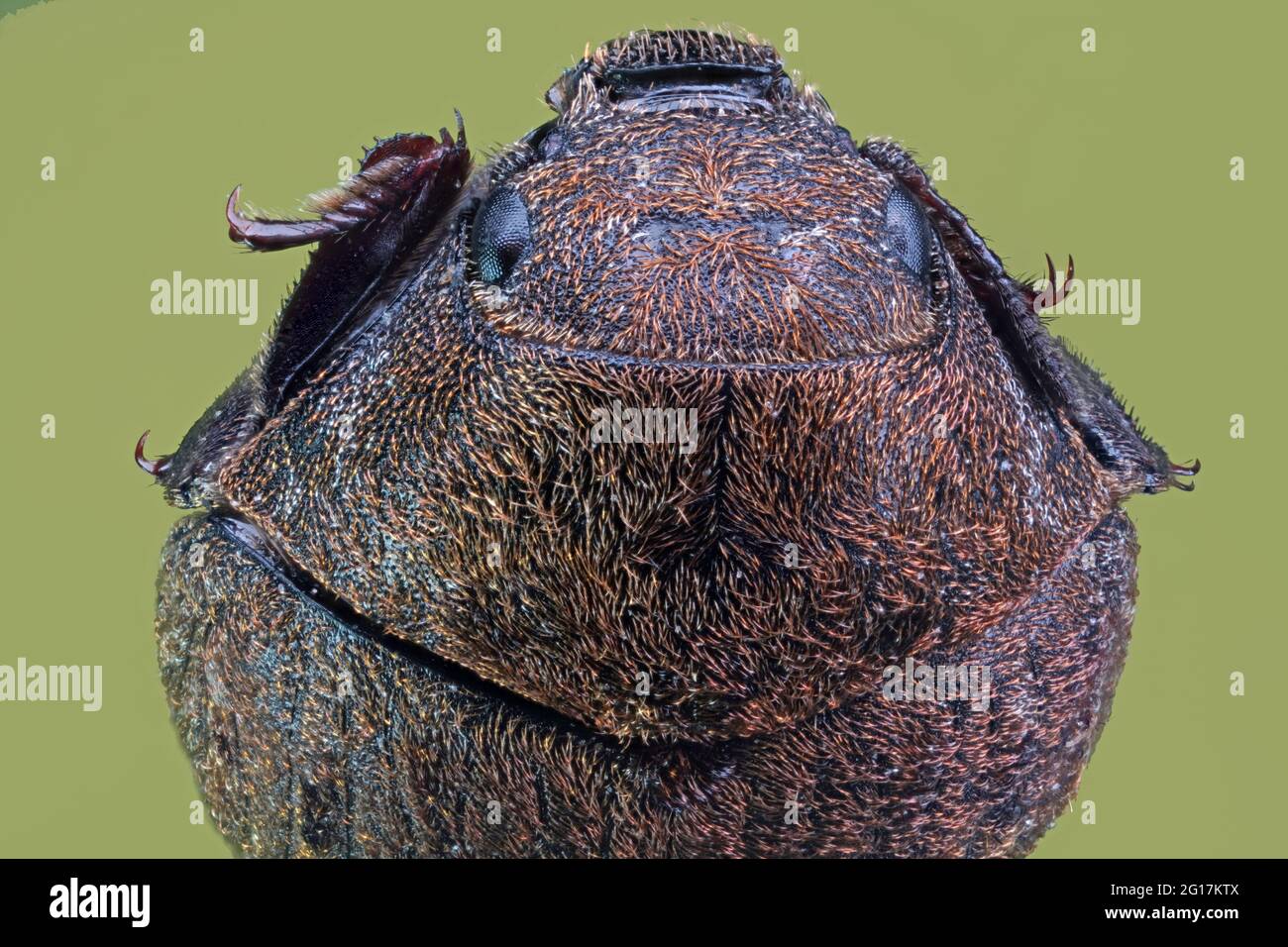 Furacilin-Kristalle mit Backpulver, eine 10-fache Vergrößerung. Sony Alpha 6400 Kamera. Objektiv Nikon Mikroskop Plan Achromat 10 X. ISO-100, Belichtung 1/125 s. Stockfoto