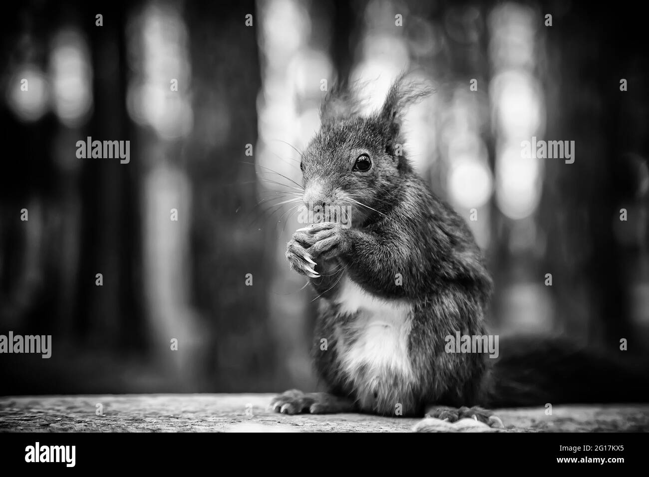 Detail der Fütterung eines wilden Tieres im Wald, in der Fauna und in der Natur Stockfoto