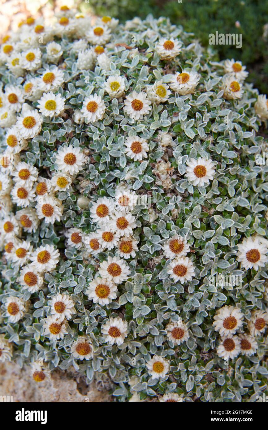 Treasure Flower oder African Daisies, (Gazania rigens) eine kleine wachsende alpine Stockfoto