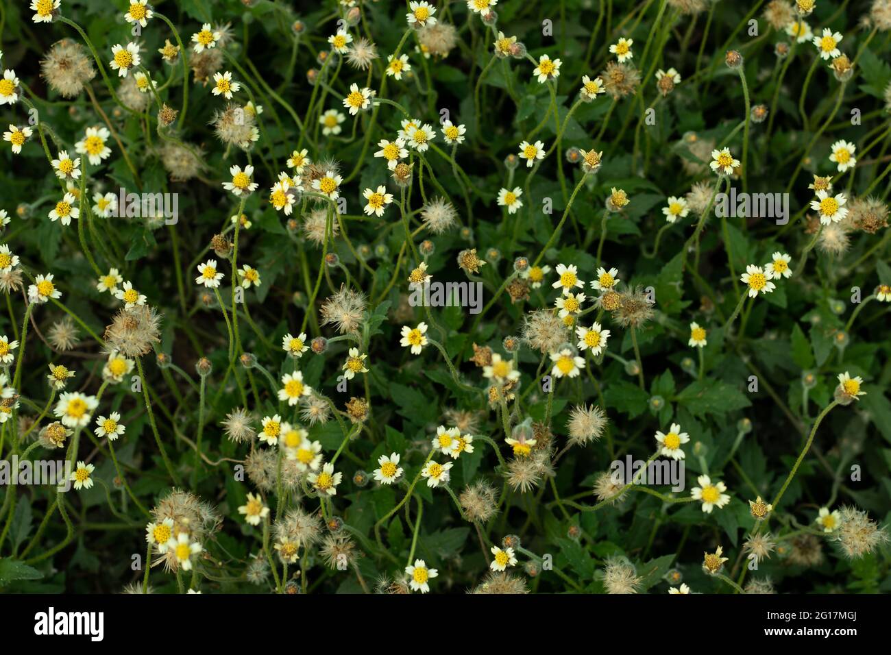 Coatbuttons Flower oder Tridax procumbens Wildgraspflanze, die auch allgemein als Coatbuttons bekannt ist, ist eine Art von blühenden Pflanzen in der Familie der Gänseblümchen Stockfoto