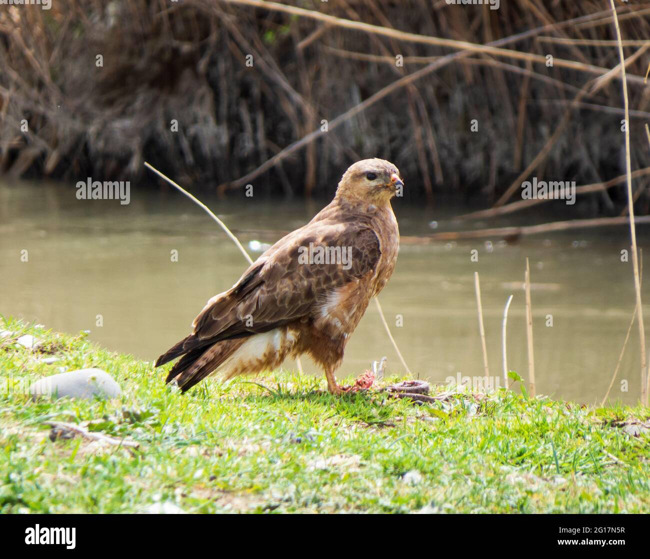 Bussard in Georgien, in der Nähe des Sees Kumisi Stockfoto