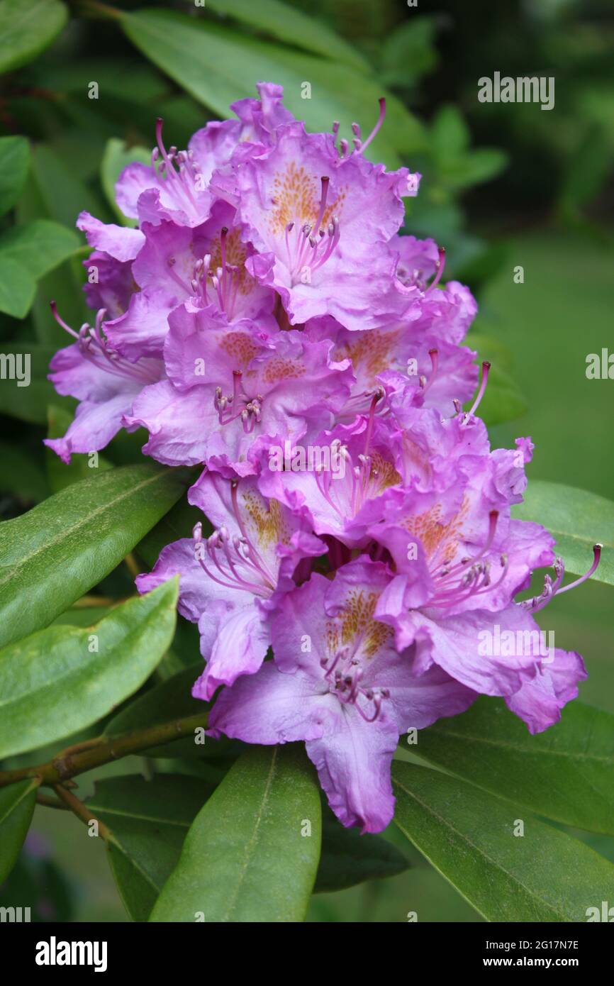 Großer, lila Rhododendron blühender Gartenstrauch. Schöne Rhododendron (rosa Waldblumen) in kleinen und großen Gärten gefunden. Stockfoto