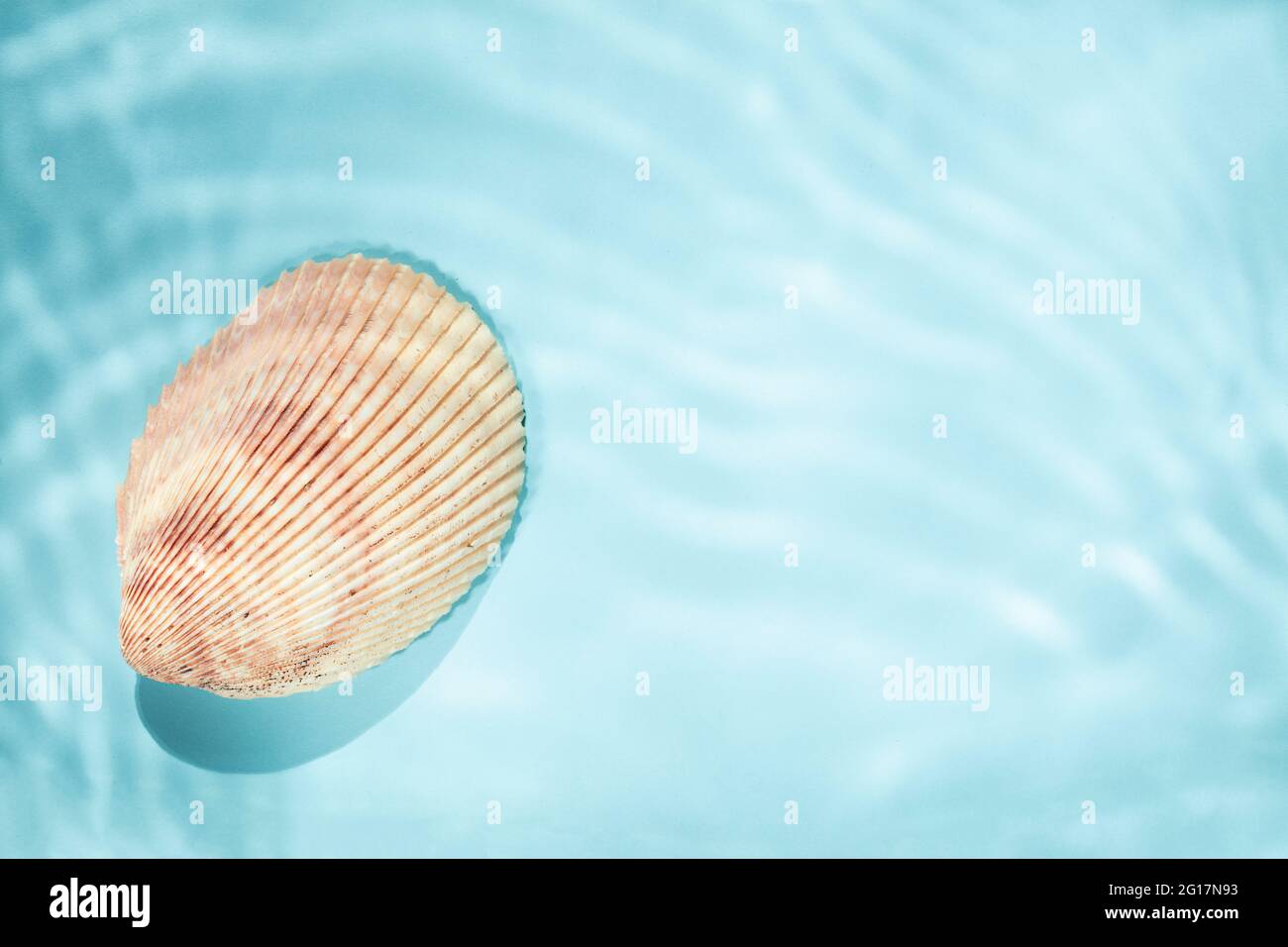 Einzelne Meeresmuschel auf blauem Hintergrund mit unter Wasser gerissenen Schatten, Draufsicht, Kopierraum Stockfoto