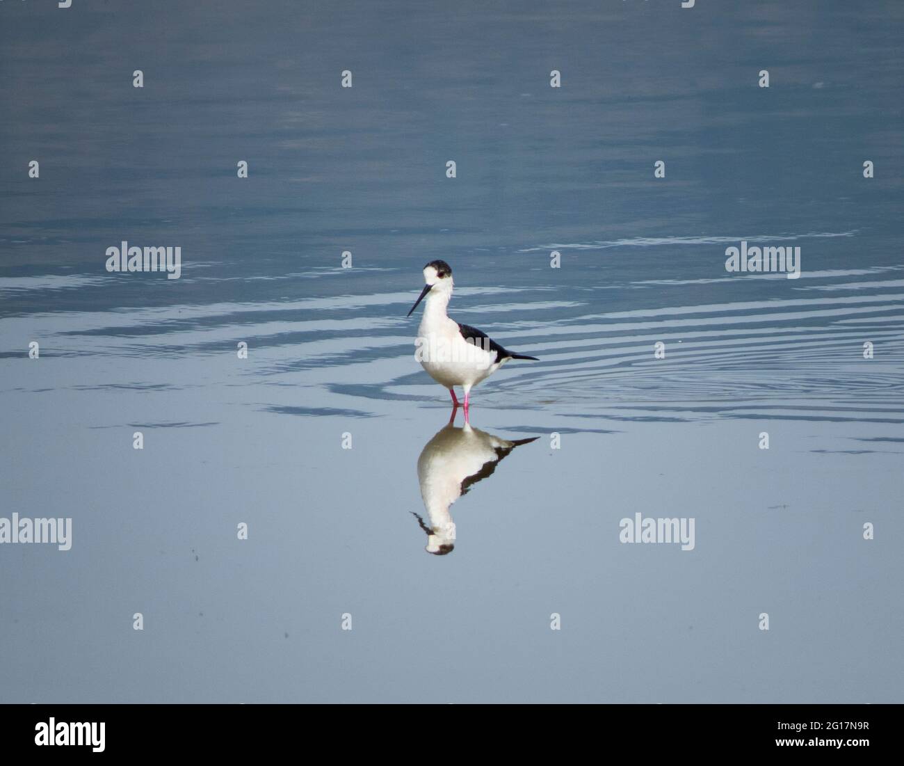 Schwarzflügelstelze in Kumisi Lake, Georgia Stockfoto