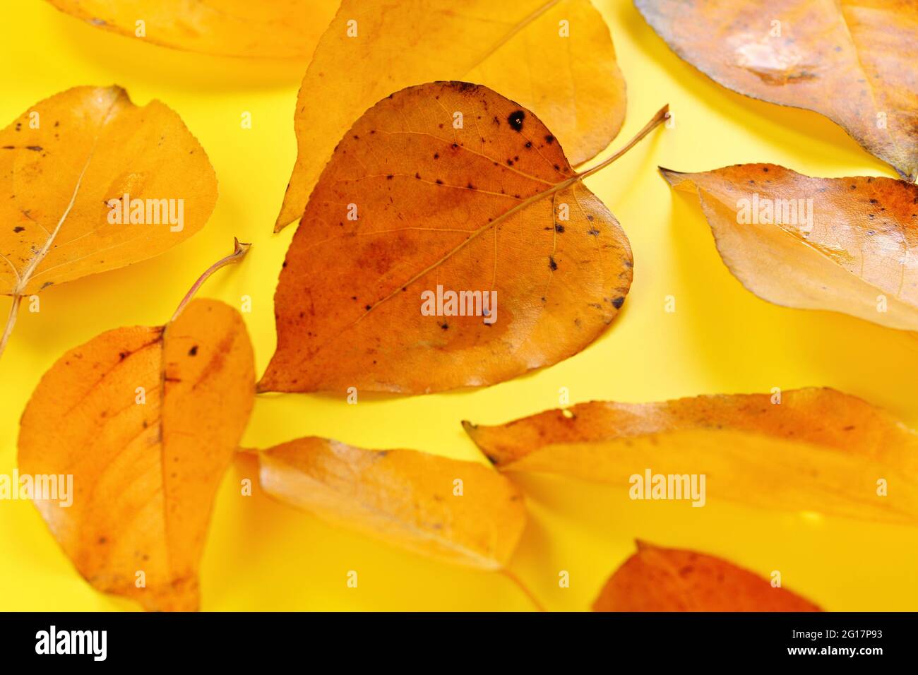 Leuchtend orange Herbstblätter auf gelbem Brett, Nahaufnahme Detail von oben Stockfoto