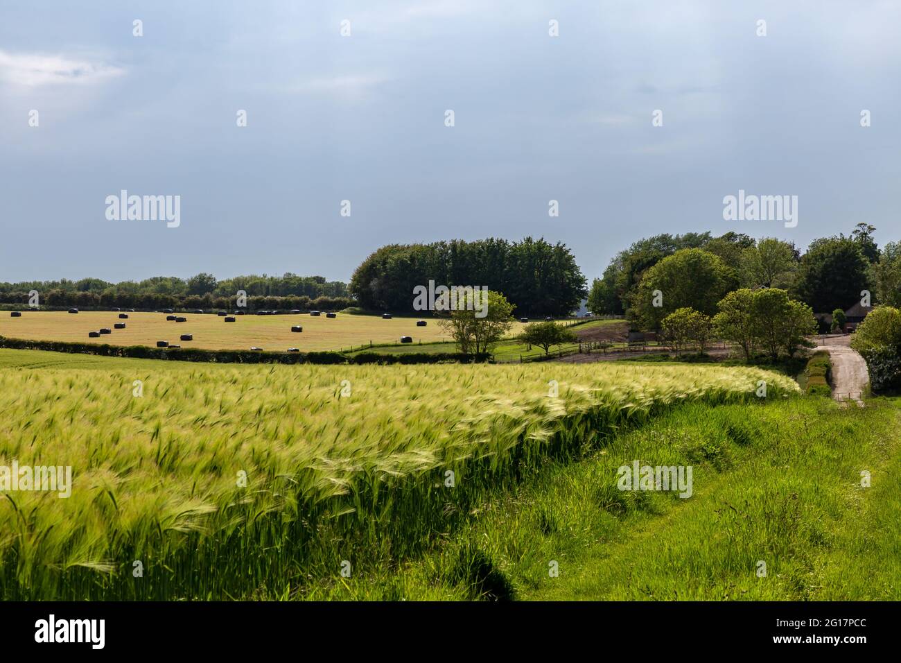 Grüne Getreidepflanzen, die im Frühsommer in der Landschaft von Sussex wachsen Stockfoto