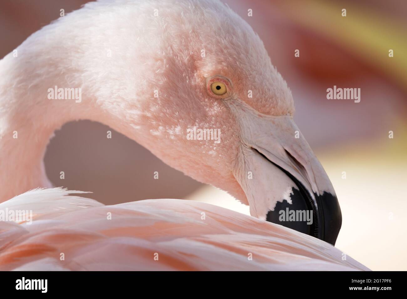 Vogelanmut und Eleganz im Nahaufnahme-Porträt des Flamingos im Reid Park Zoo in Tucson, Arizona Stockfoto