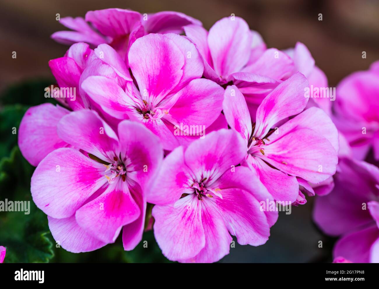 Geranium Tango Pink. Stockfoto
