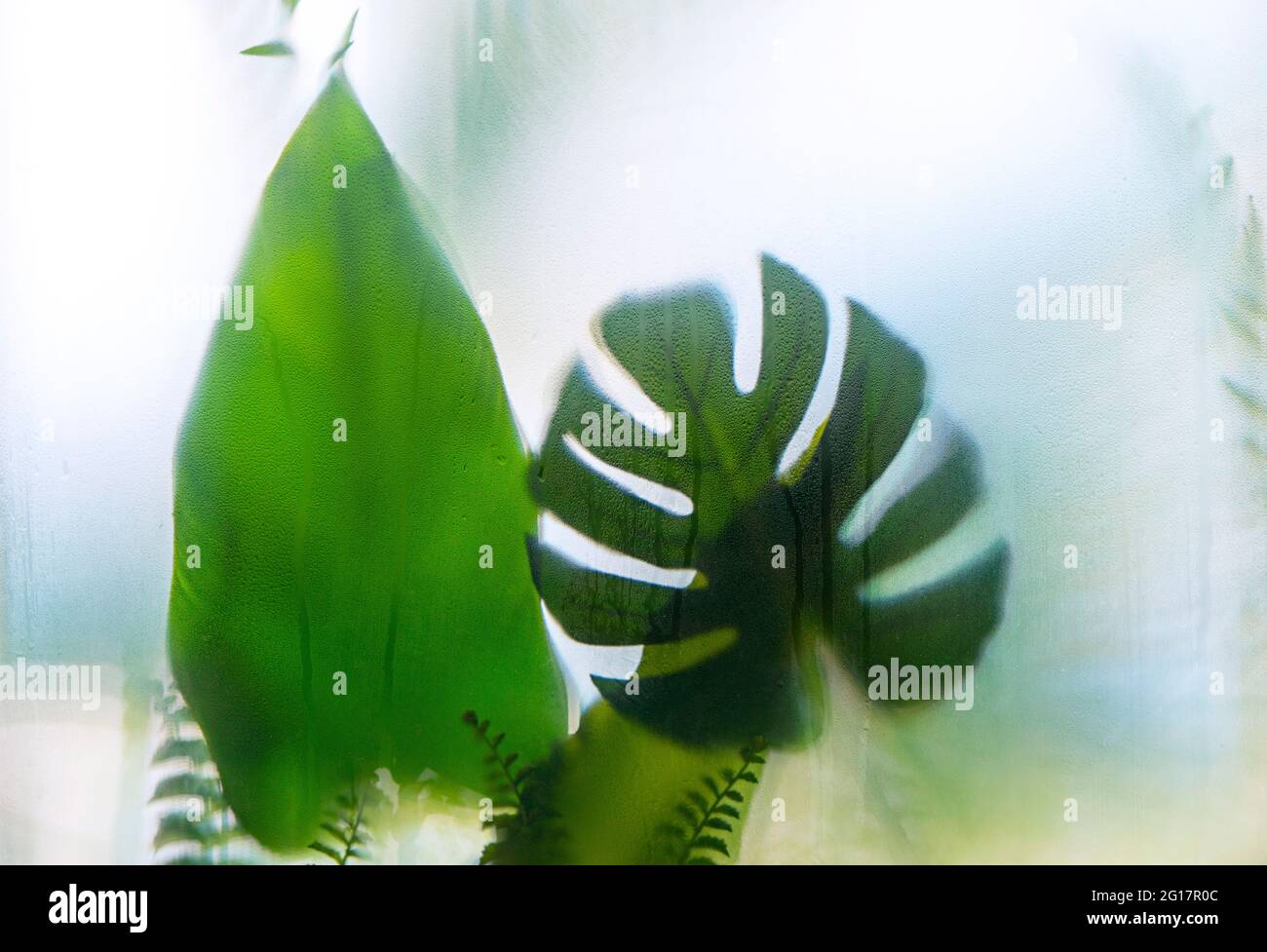 Monstera Hauspflanze zur Dekoration im Gewächshaus neben Glas mit Wassertropfen und Kondensation Stockfoto