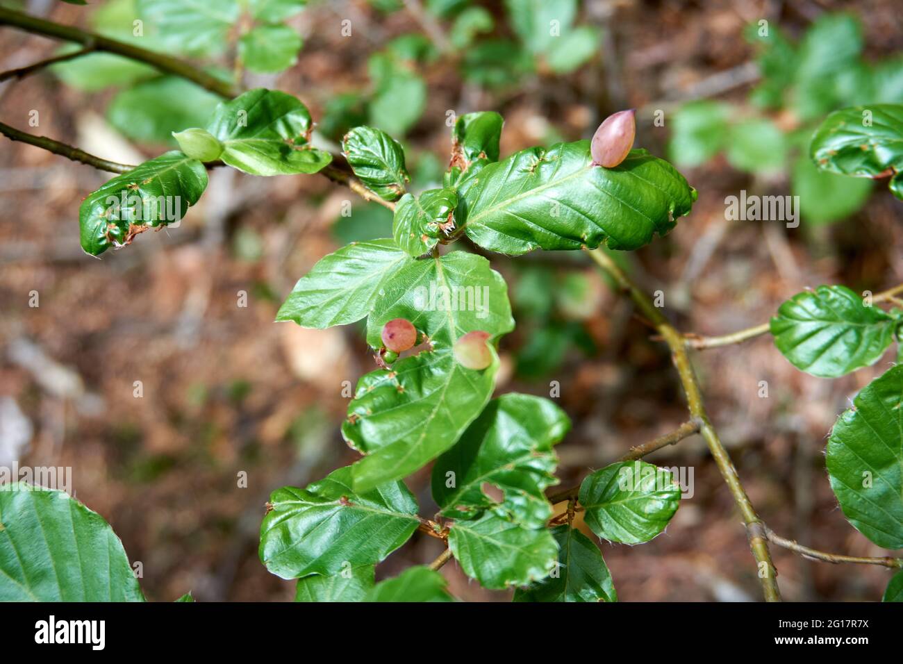 Selektiver Fokus von kleinen Baumblättern Stockfoto