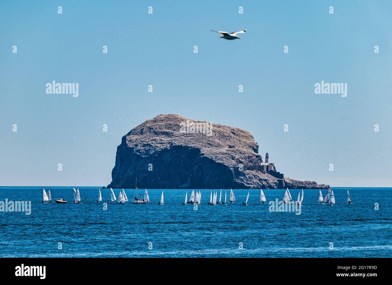 Segelregatta mit Segeljollen der Bass Rock-Gannet-Kolonie in Firth of Forth, Schottland, Großbritannien Stockfoto