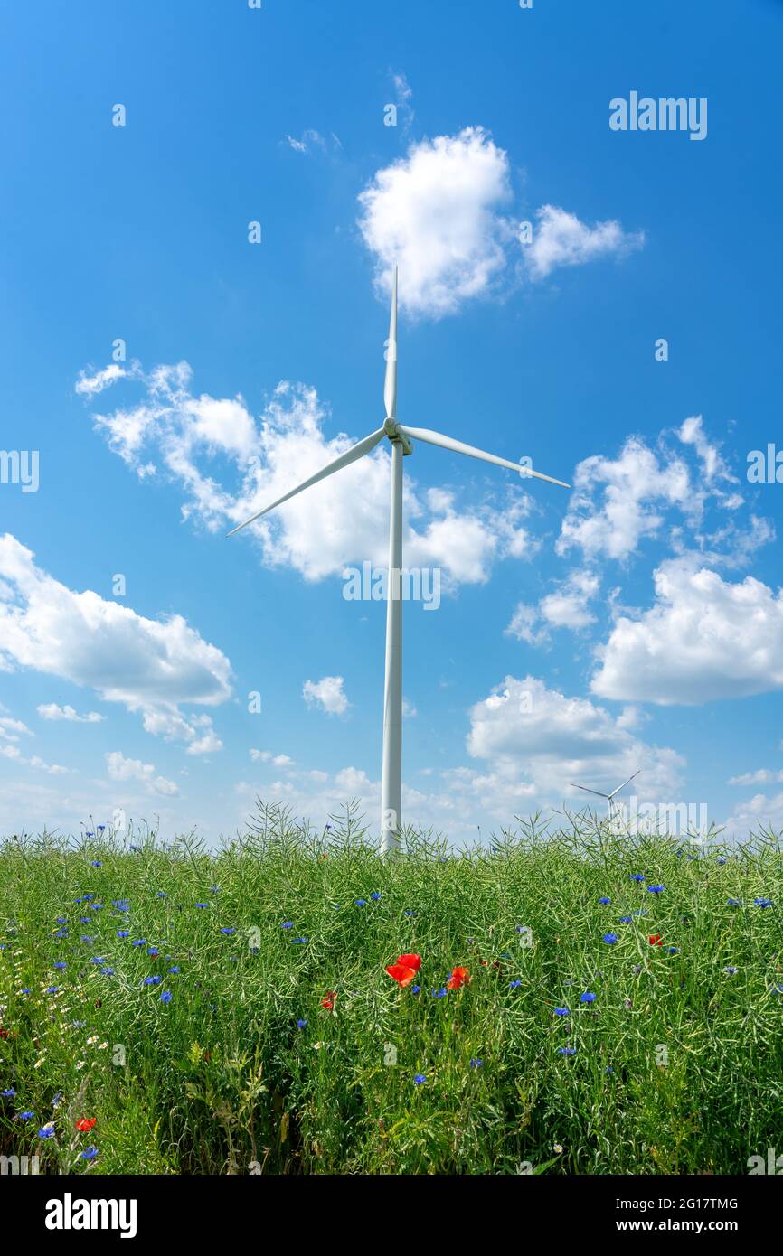 Windkraft Rad auf einem wilden Blumenfeld mit schönen blauen Himmel. Stockfoto
