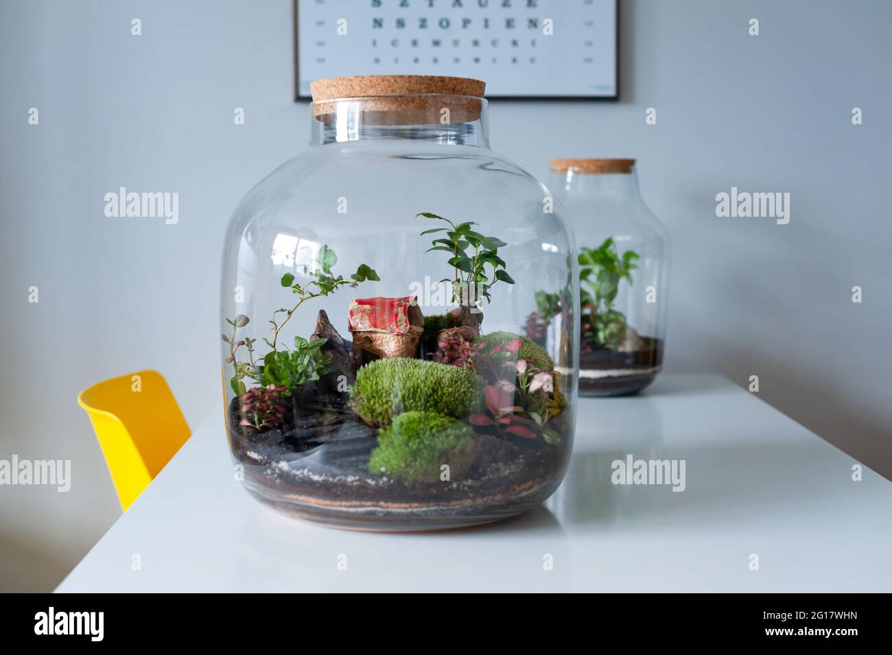Terrarium mit Pflanzen - Ginseng ficus, Miniaturhaus, Miniaturwelt. Ein Wald  aus Glas in Gesellschaft von Schnittblumen auf dem Tisch vor einem SC  Stockfotografie - Alamy