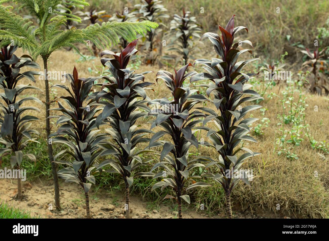 Das Laubblatt Lady Palm dunkelrot ist eine mehrstämmige Palmenpflanze, die aus dem Boden als eine Reihe dichter, Bambus-ähnlicher Stiele wächst Stockfoto