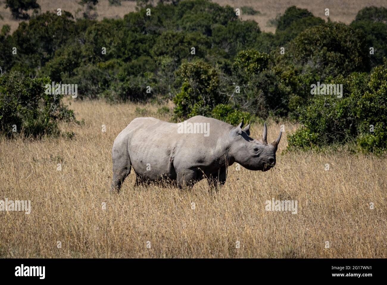 Schwarzes Nashorn oder Nashorn mit Hakenlippen, das in den afrikanischen Ebenen steht Stockfoto
