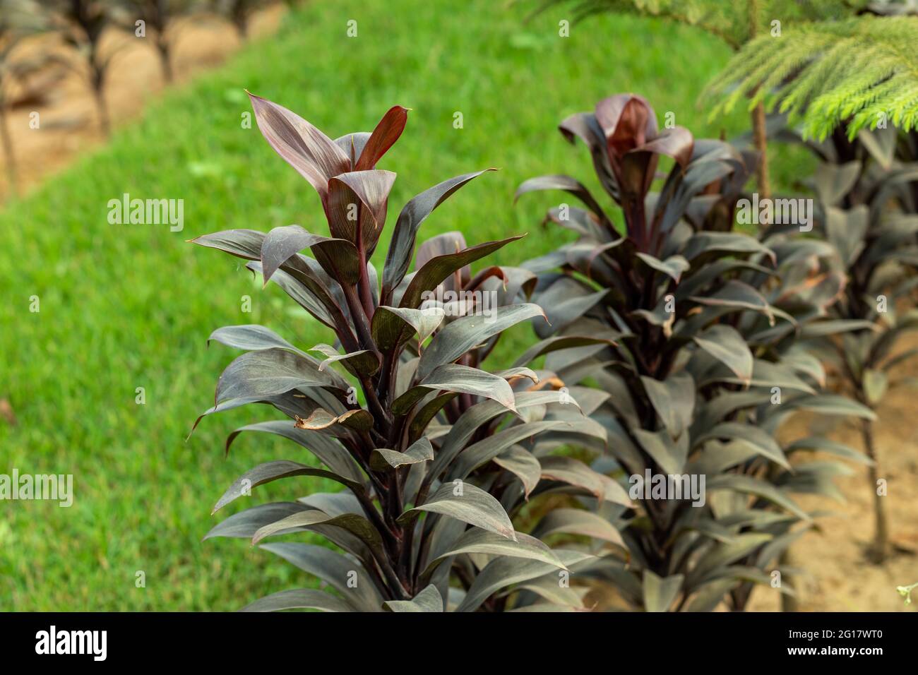 Das grüne Gras mit einer Orchidee mit hoher Zunge oder einem dunkelroten Blatt und Baum der Lady Palm ist eine mehrstämmiges Palmengewächs, das vom Boden aus wächst Stockfoto
