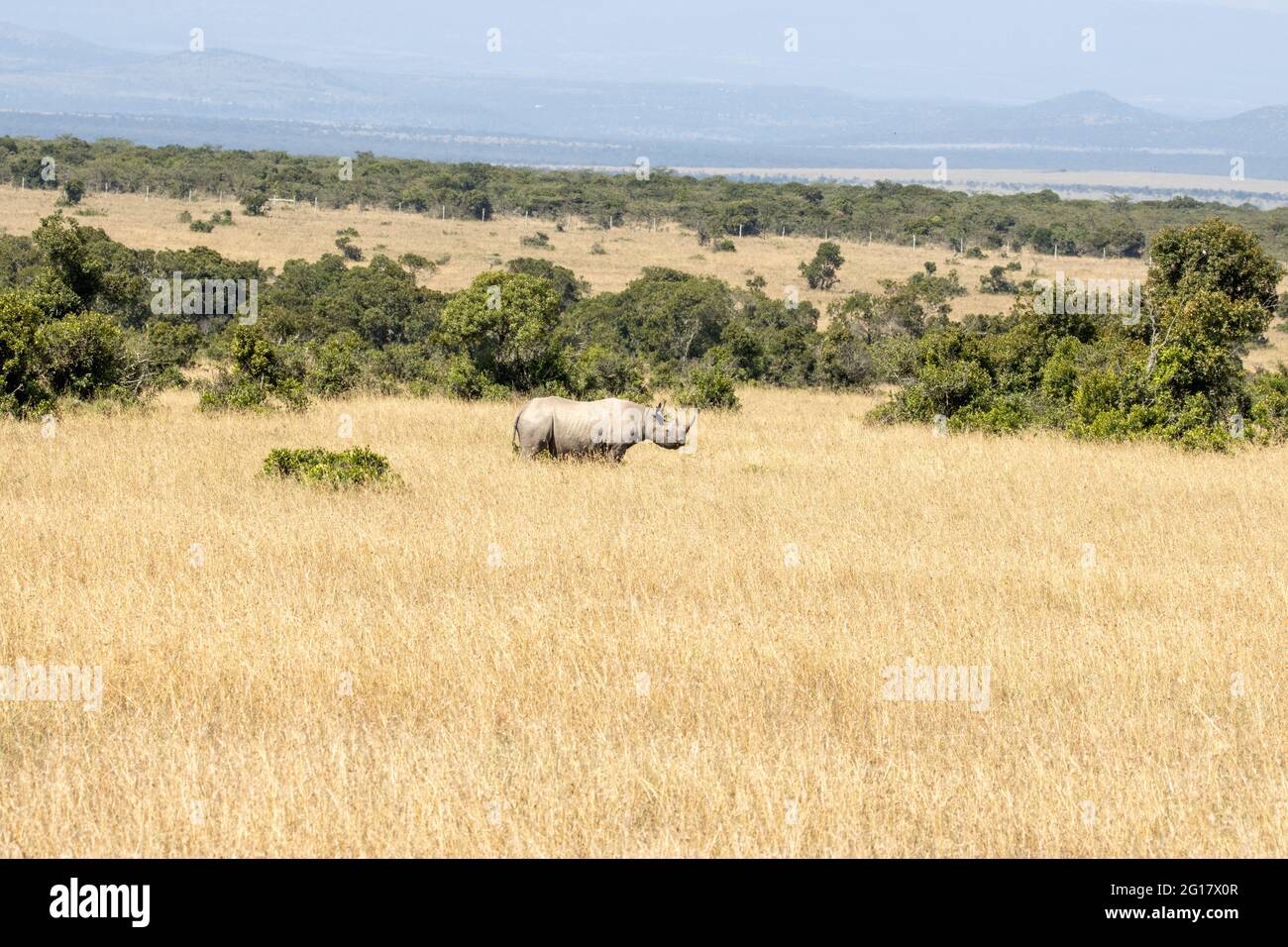 Schwarzes Nashorn oder Nashorn mit Hakenlippen, das in den afrikanischen Ebenen steht Stockfoto