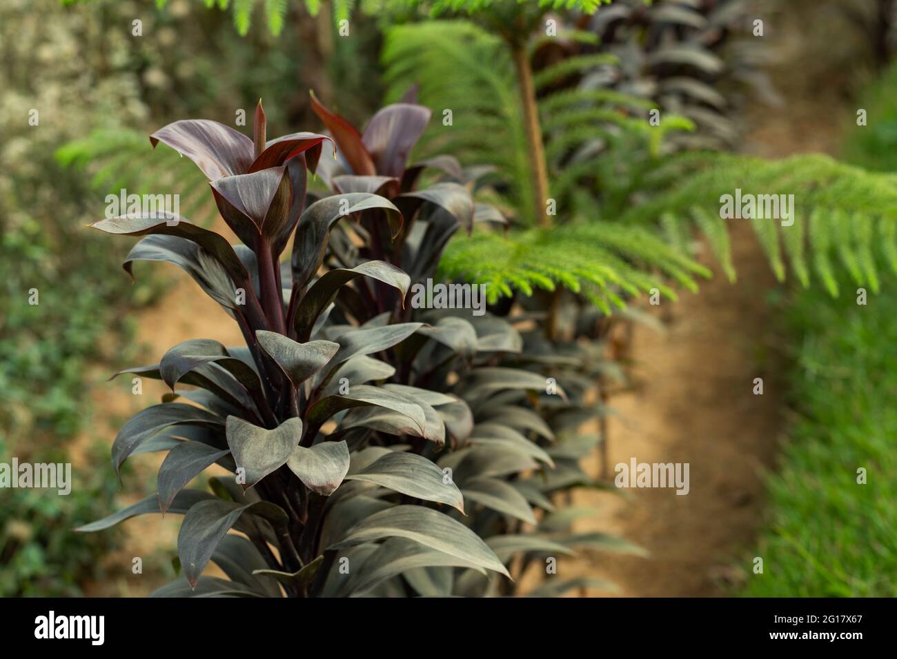 Die Zunge Orchidee oder Laub Lady Palm dunkelrote Farbe Blatt ist eine mehrstämmiges Palmenpflanze, die aus dem Boden wächst Stockfoto