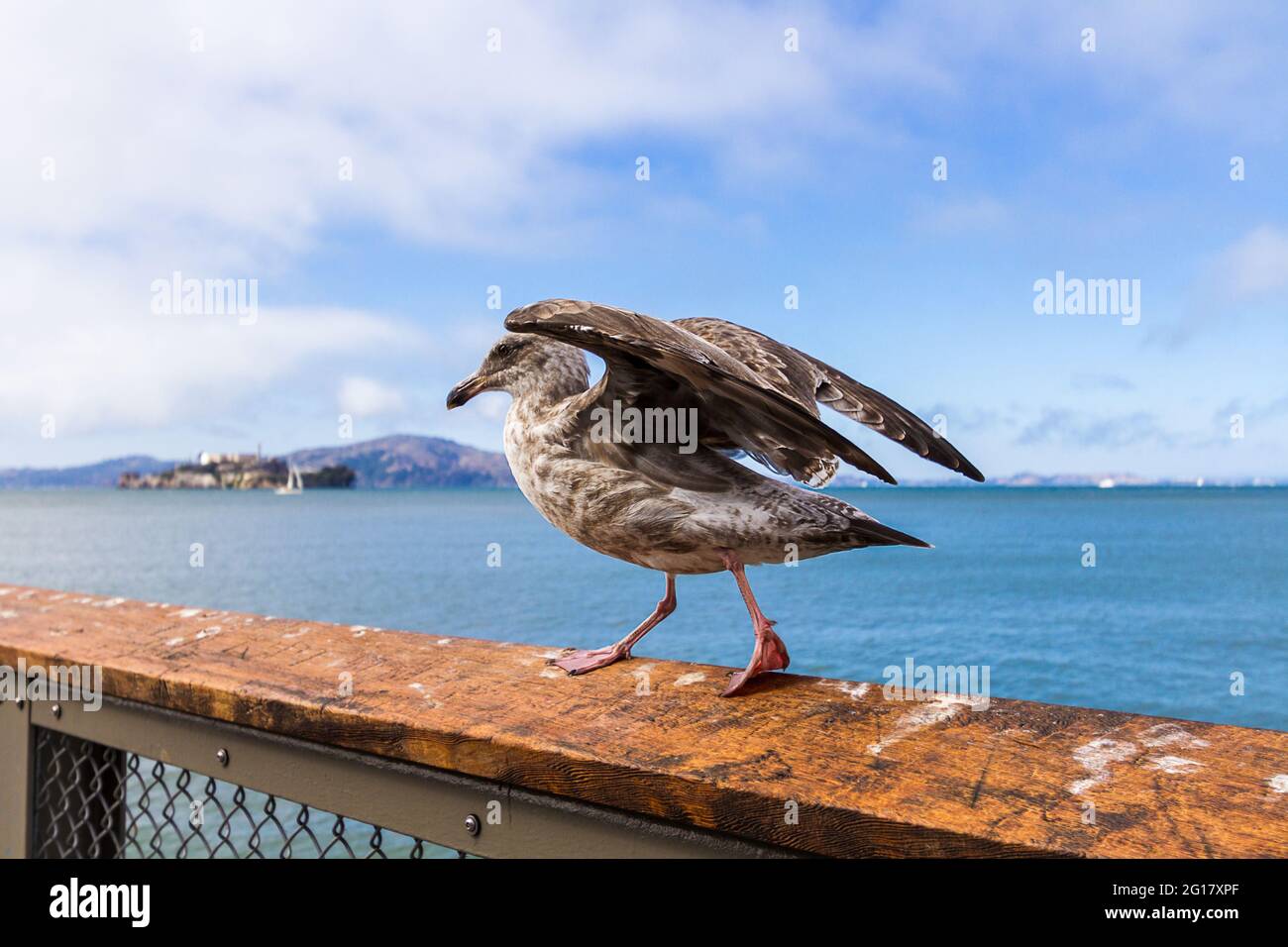 Eine kalifornische Möwe, die ihre Flügel ausbreitet (Larus Californicus) auf Pier 39 in San Francisco Stockfoto