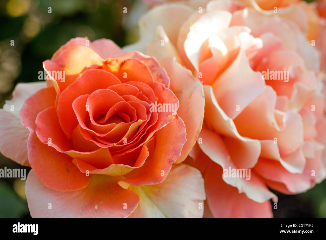 „Brass Band“ Aprikosen- oder Aprikosenmischung Floribunda Rose in Blüte. San Jose Municipal Rose Garden, San Jose, Kalifornien, USA. Stockfoto