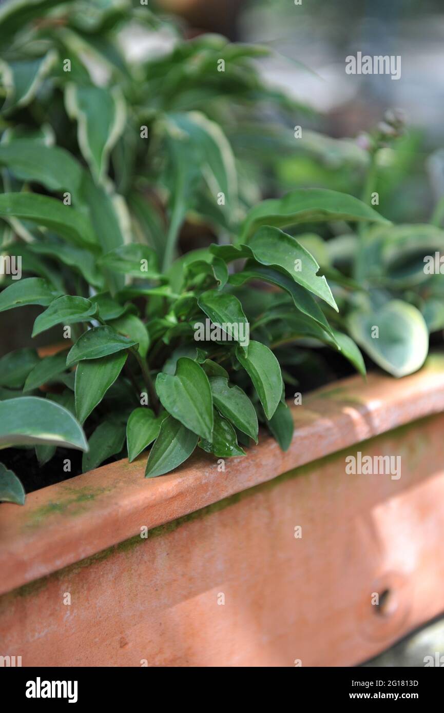 Der kleine grüne Hosta Dilli Perkeo wächst im Juli in einem Terracotta-Topf in einem Garten Stockfoto