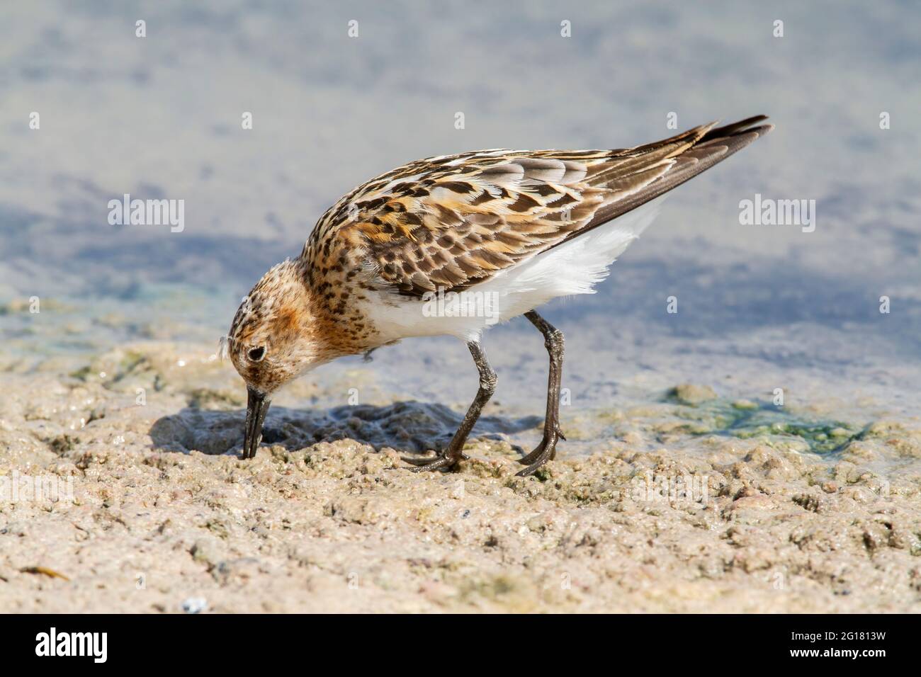 Kleiner Stint, Erolia minuta oder Calidris minuta, Einzelvögel, die sich während des Vogelzugs im Schlamm an der Küste füttern, Lesvos, Griechenland Stockfoto