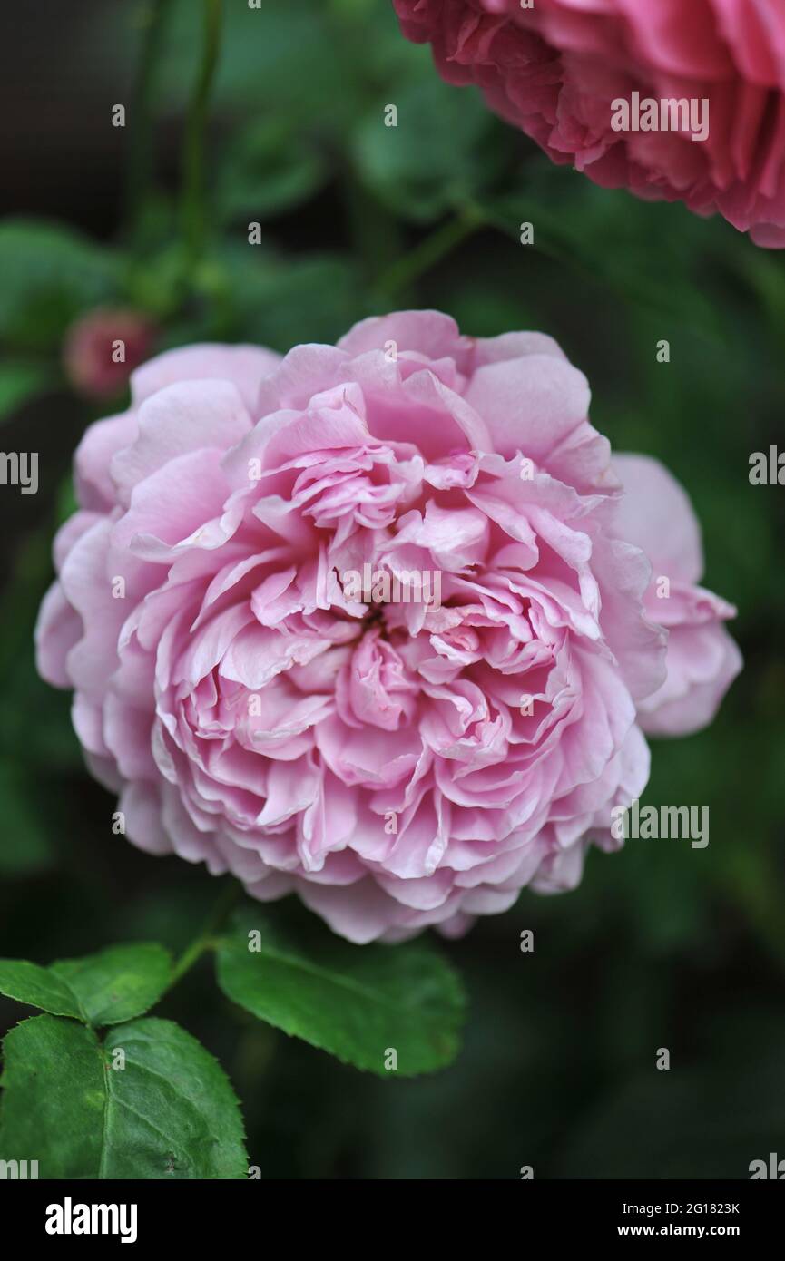 Lila-rosa Englische Strauchrose (Rosa) Charles Rennie Mackintosh blüht im Juni in einem Garten Stockfoto