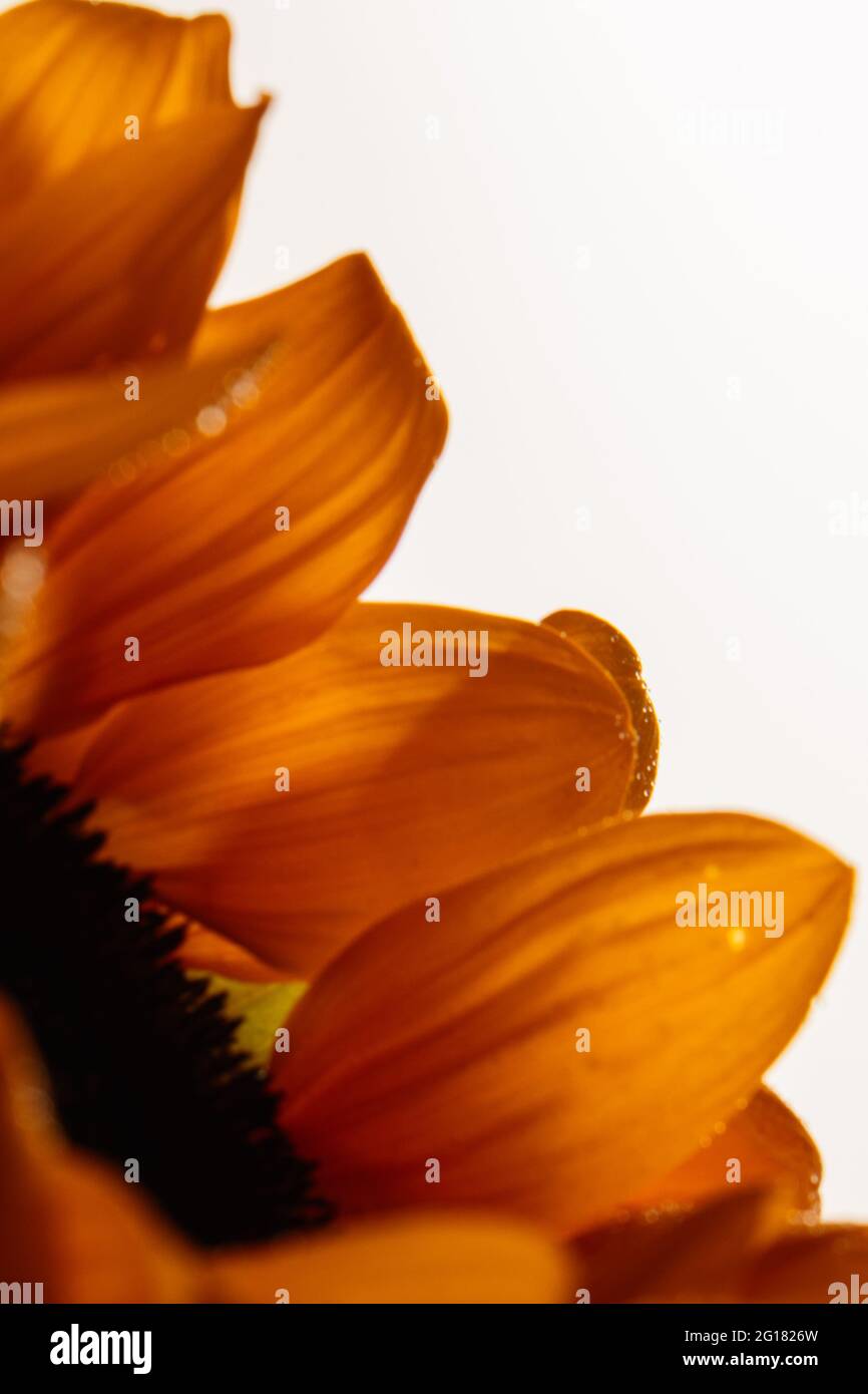Nahaufnahme der Sonnenblume mit isoliertem Blatt auf weißem Hintergrund Stockfoto