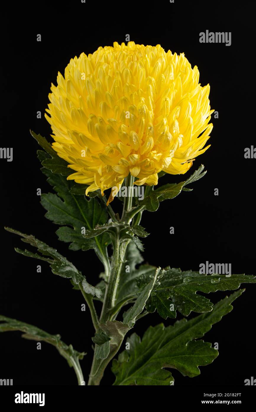 Chrysantheme segetum genannt als Pompom Blume. Asiatische Blume. Isoliert auf schwarzem Hintergrund Stockfoto