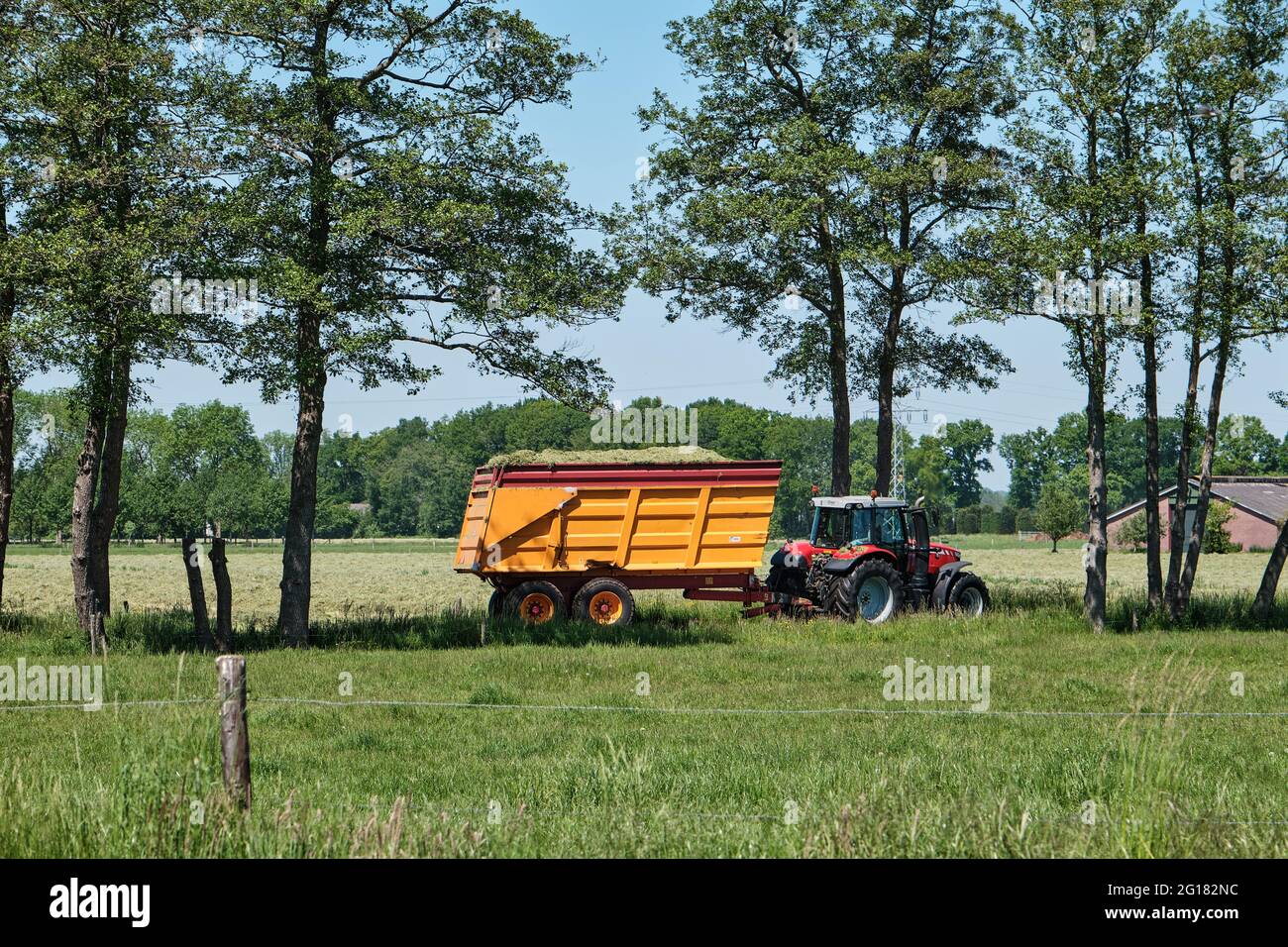 Traktor mit Silageanhänger, frisch gemähtem Grasland und Straße mit Bäumen. Bauernhof im Hintergrund und Zaun im Vordergrund. Holländisches Bild mit einem Stockfoto