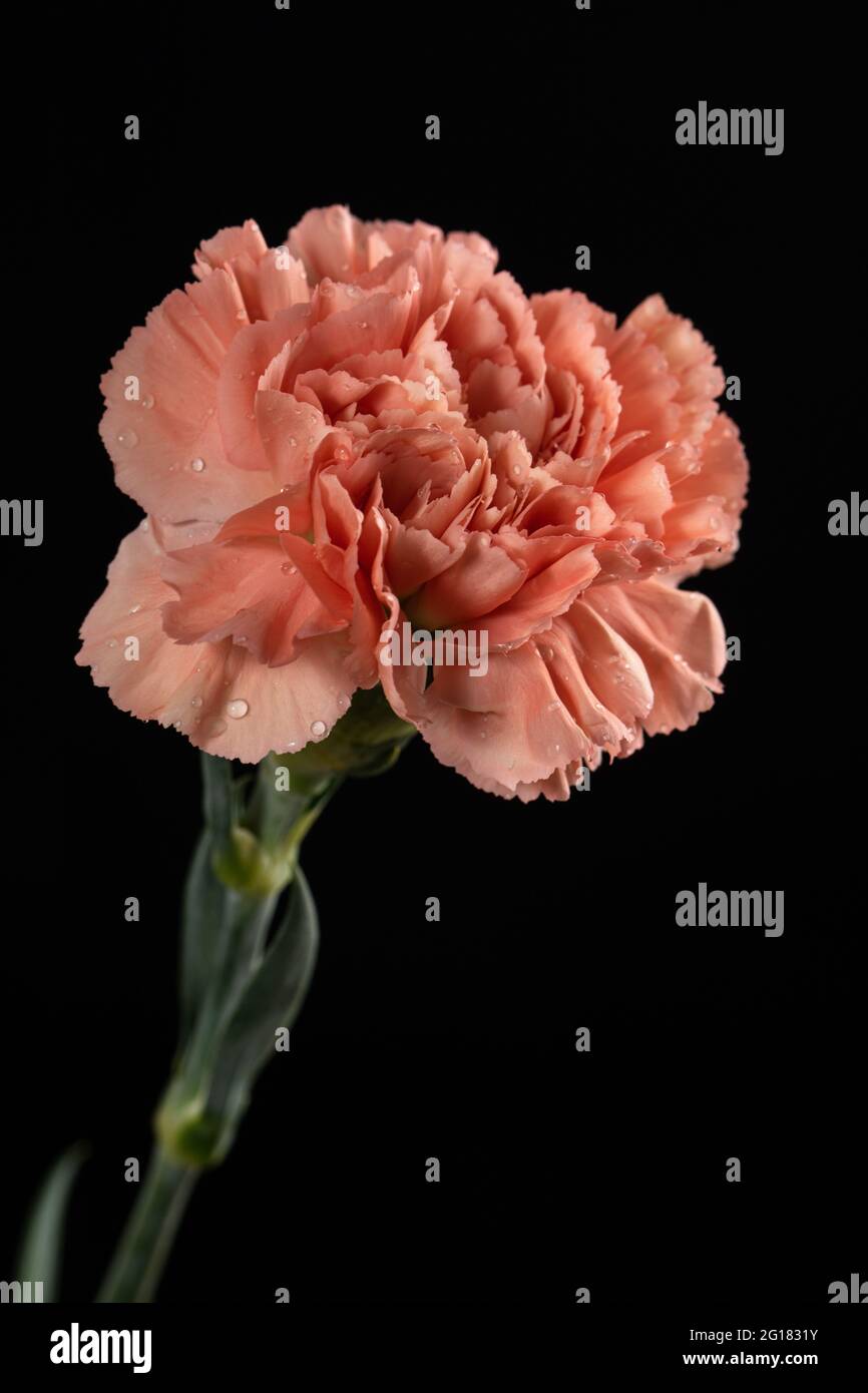 Ein rosa Nelke vor schwarzem Hintergrund Stockfoto