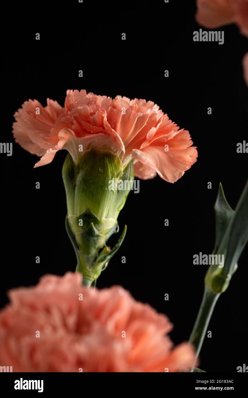 Ein rosa Nelke vor schwarzem Hintergrund Stockfoto