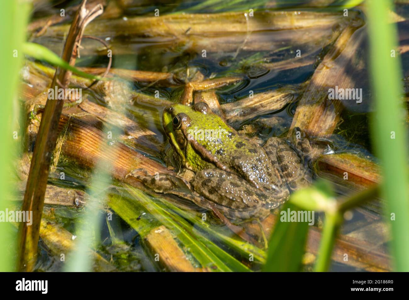 Marschfrosch (Pelophylax ridibundus) am Basingstoke Canal in Hampshire, eine nicht-einheimische Art von Wasserfrosch in Großbritannien Stockfoto