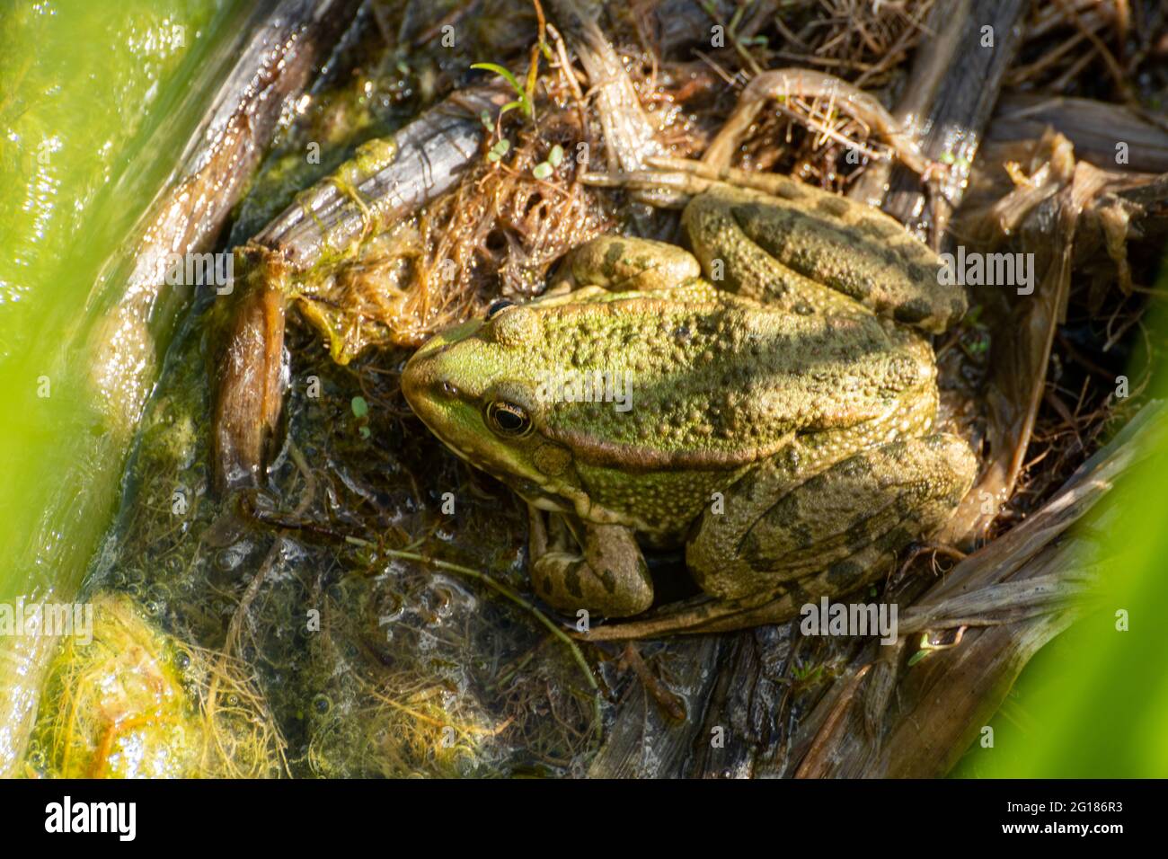 Marschfrosch (Pelophylax ridibundus) am Basingstoke Canal in Hampshire, eine nicht-einheimische Art von Wasserfrosch in Großbritannien Stockfoto